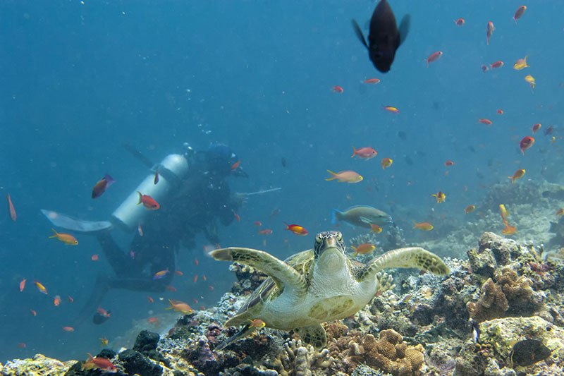 mer océan poisson marin