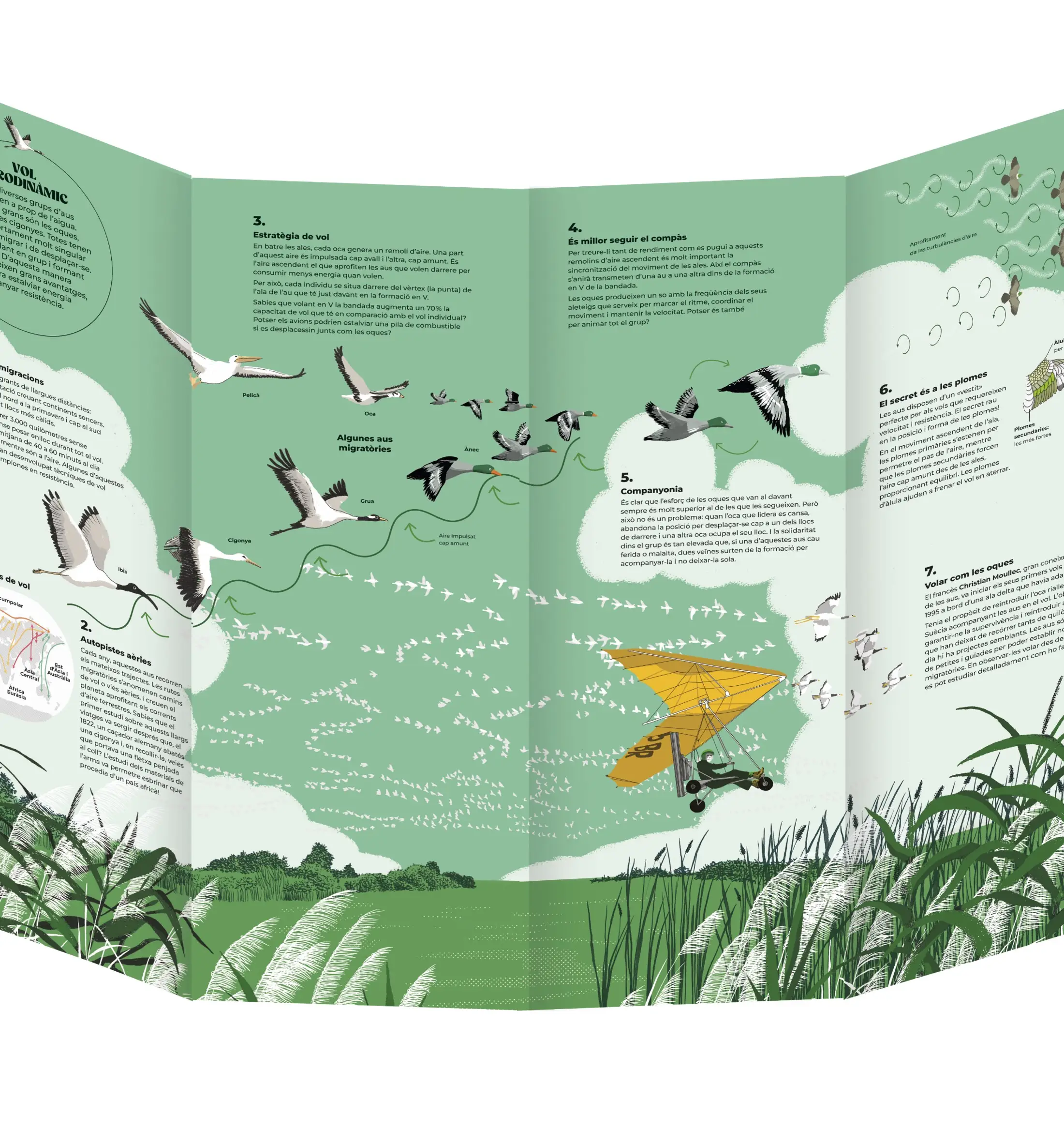 Chorégraphies animales - Pour découvrir les migrations et les ballets les plus spectaculaires de la nature - Dès 7 ans et beaucoup plus - Livre documentaire - 9782095057855 - animé 02