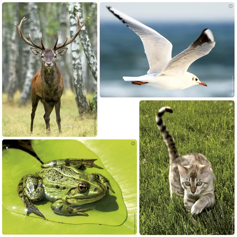 Imagier sonore des animaux - Boîte imagier - 3133093422125 - 