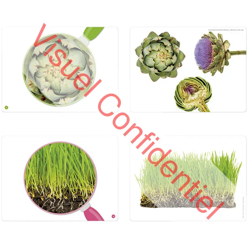 Imagier Zoom - Découvrir le monde végétal - Boîte imagier - 3133093422965 - 