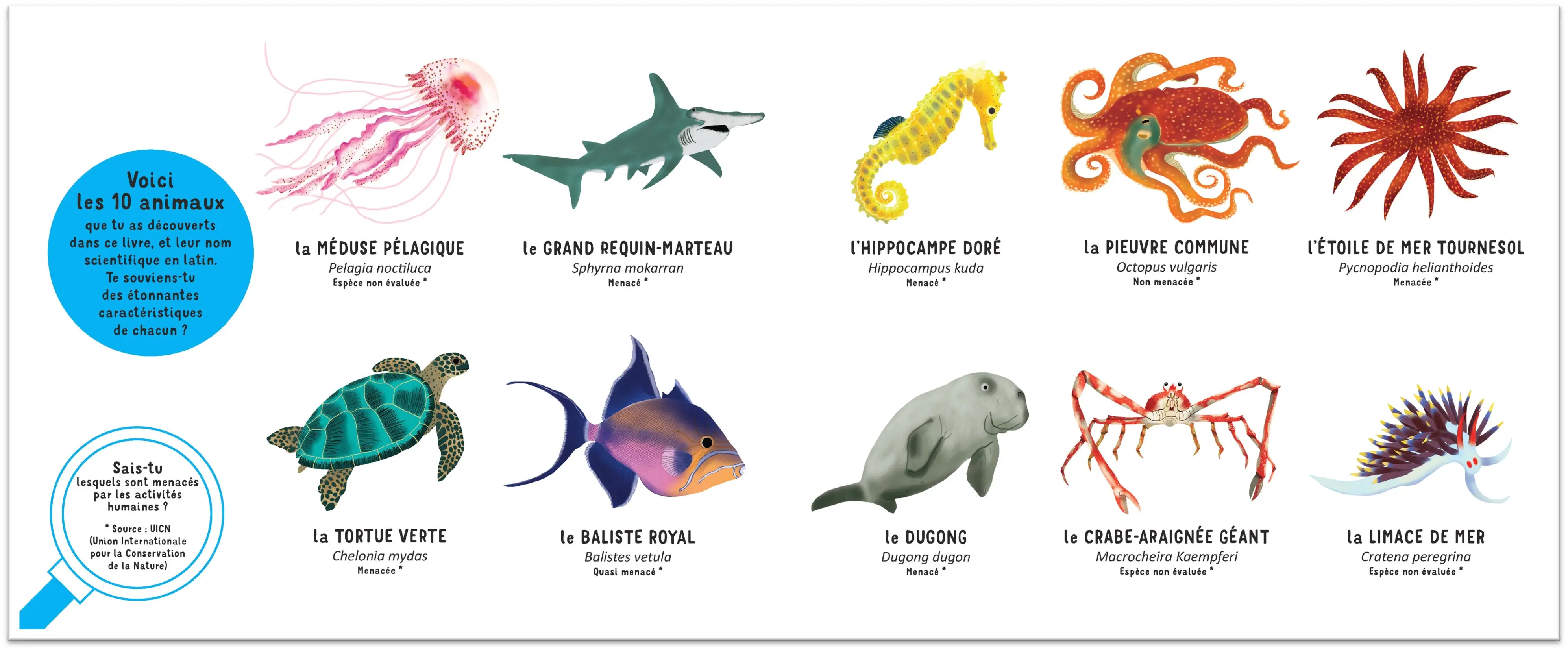 Qui suis-je ? Les animaux des mers - Livre-jeu éducatif, 10 animaux marins à découvrir avec indices et découpages ludiques - dès 4 ans - Album(s) - 9782095042998 - page-intérieure 00