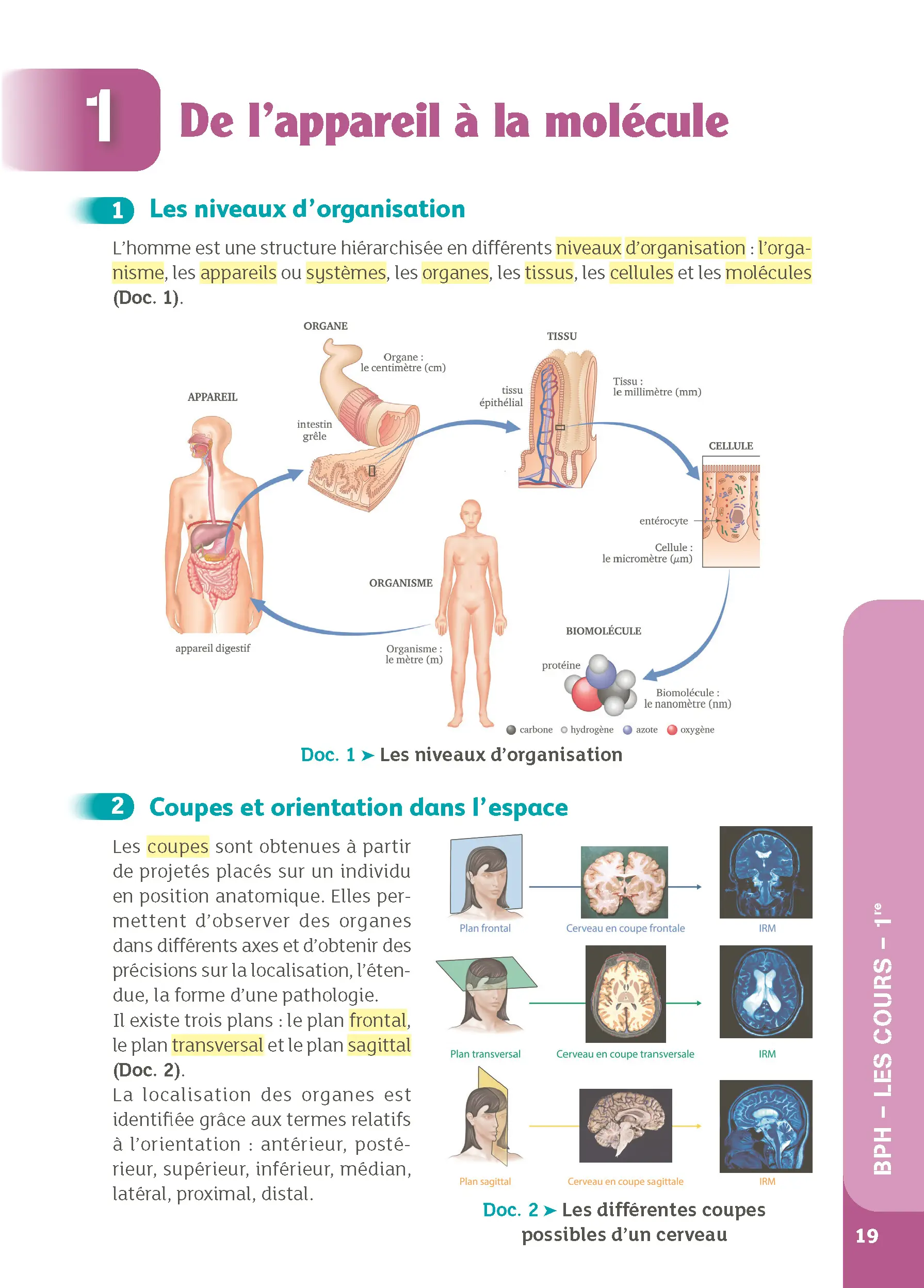 Bac ST2S - Spécialité Chimie, Biologie et Physiopathologies Humaines 1re/ Term - Cours & Exercices Corrigés- Réflexe -  - 9782095053734 - page intérieure 001