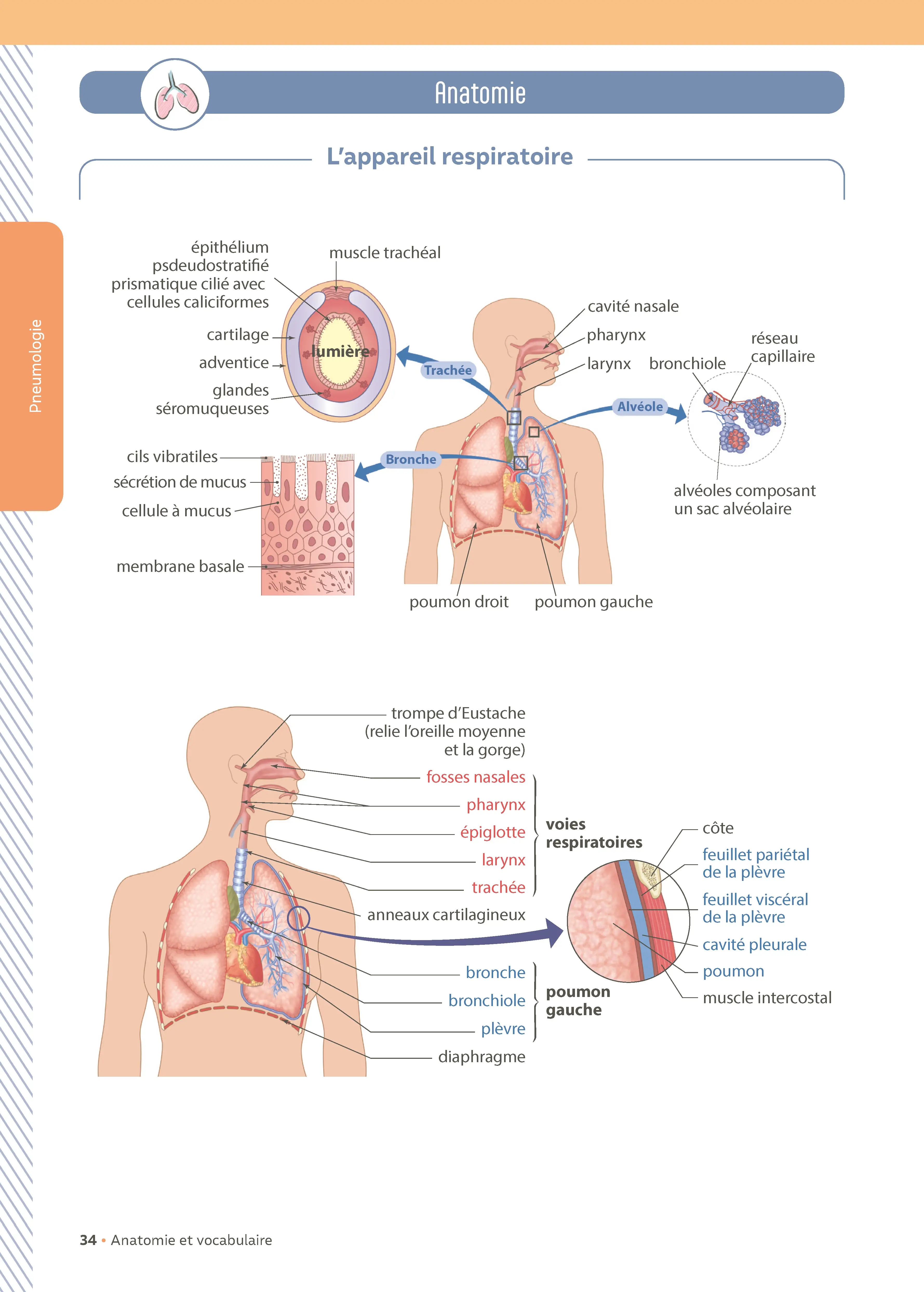 Mon carnet de vocabulaire médical - Métiers de la santé - 2 000 définitions, exercices, anatomie, terminologie médicale et flashcards - Livre - 9782095072223 - page intérieure 002