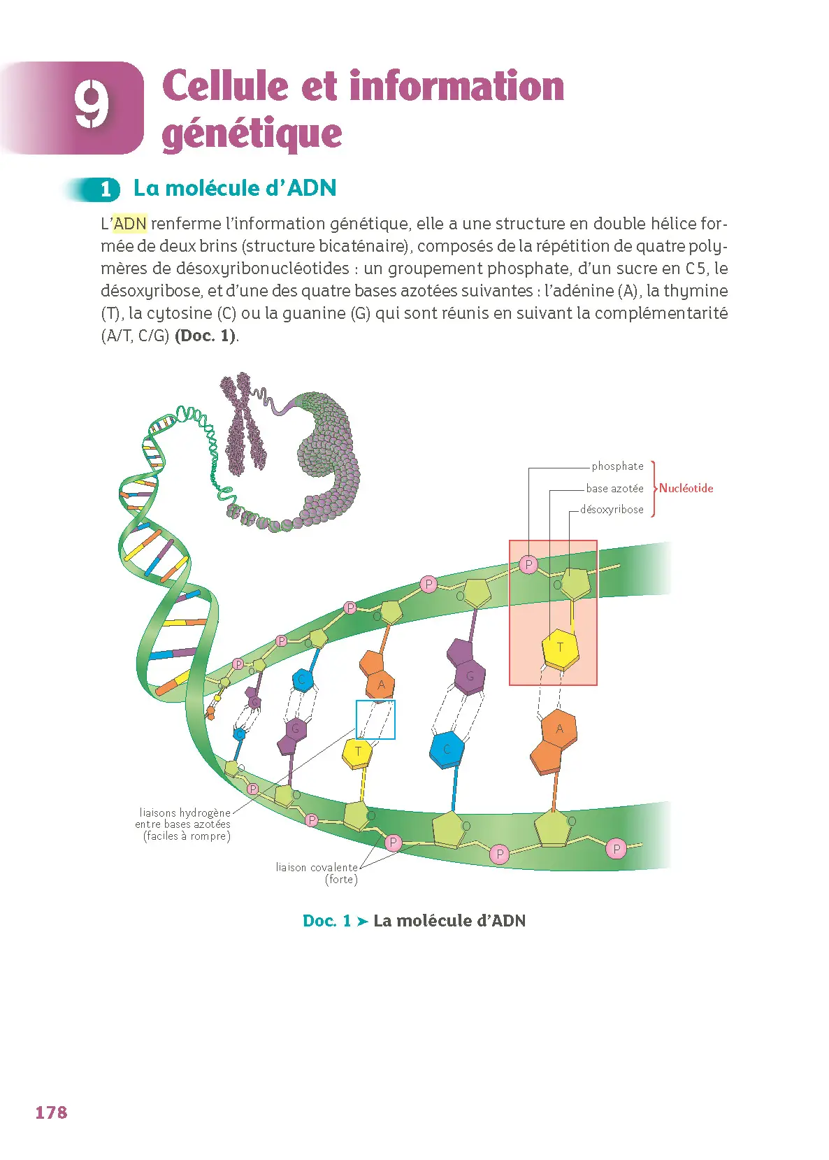 Bac ST2S - Spécialité Chimie, Biologie et Physiopathologies Humaines 1re/ Term - Cours & Exercices Corrigés- Réflexe -  - 9782095053734 - page intérieure 006