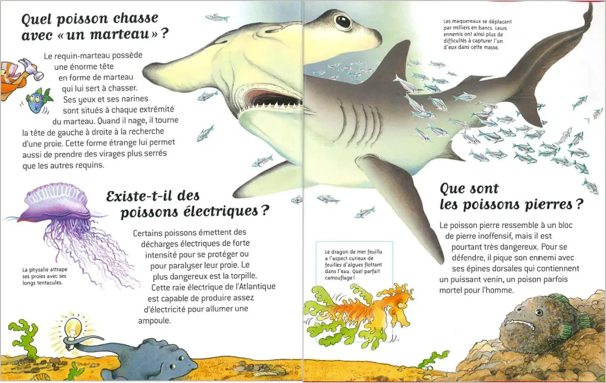 Mers et océans - Questions/Réponses - Dès 7 ans - Livre documentaire - 9782092497517 - page-intérieure 01