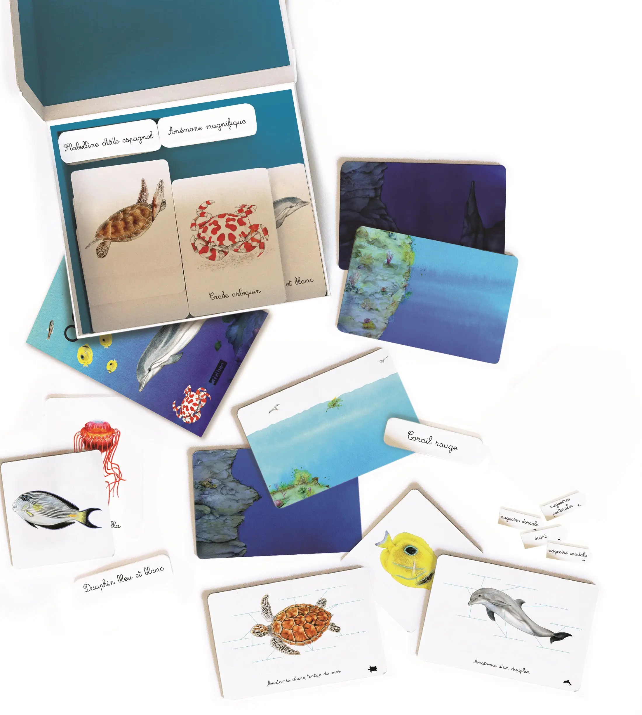 Mon coffret Montessori des océans - Pour découvrir la diversité de la faune océanique dès 3 ans - Coffret - 9782092789735 - page-interieure 01