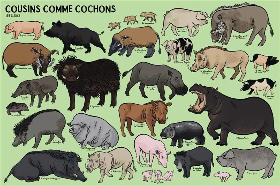 Beaucoup beaucoup d'animaux - Grand bestiaire illustré avec 2500 espèces - Livre documentaire grand format - Dès 5 ans - Livre documentaire - 9782095026684 - page-interieure 01