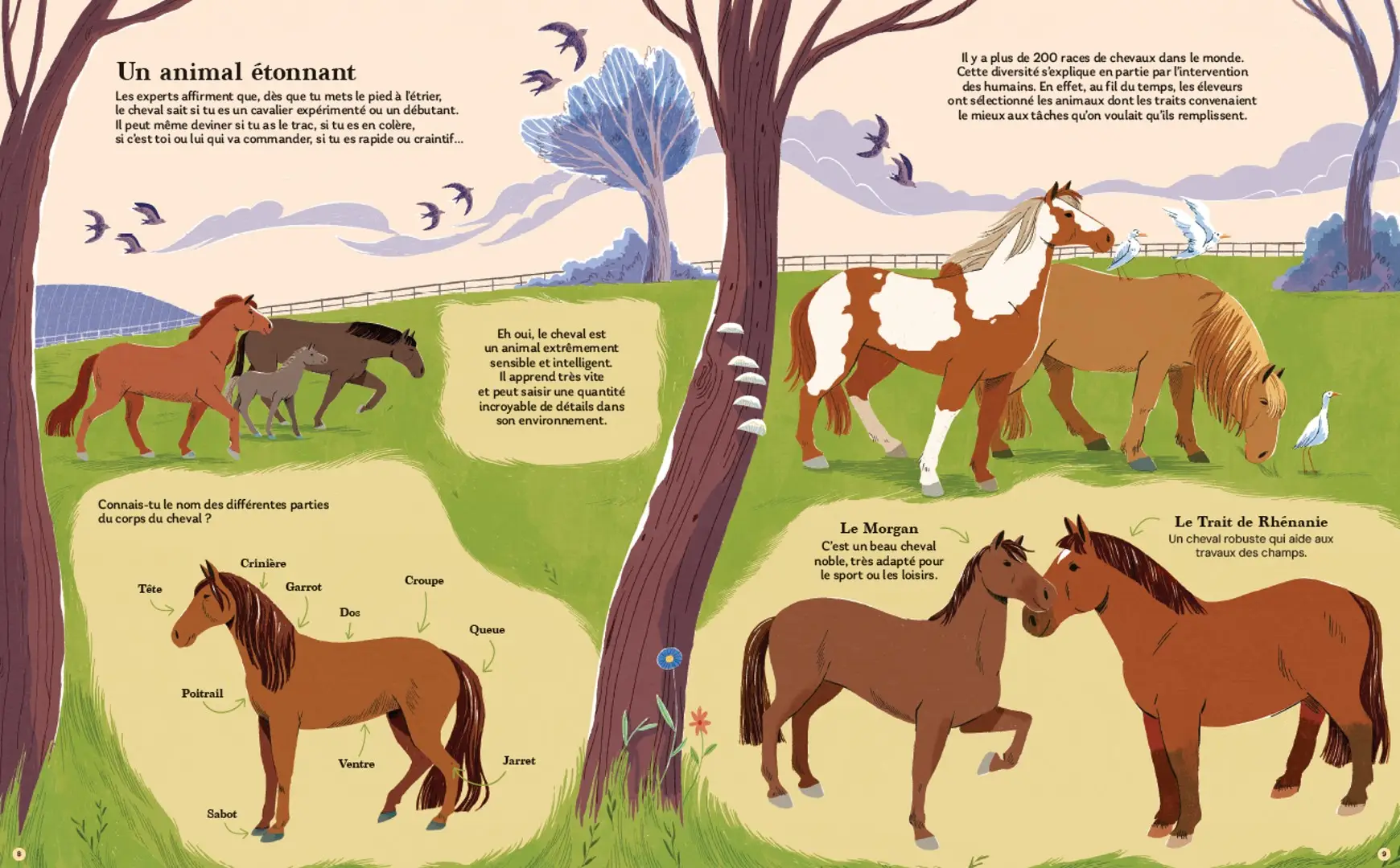 Chevaux - Toutes les races de chevaux réunies dans un seul livre ! - Dès 7 ans - Livre documentaire - 9782095054168 - page-interieure 01