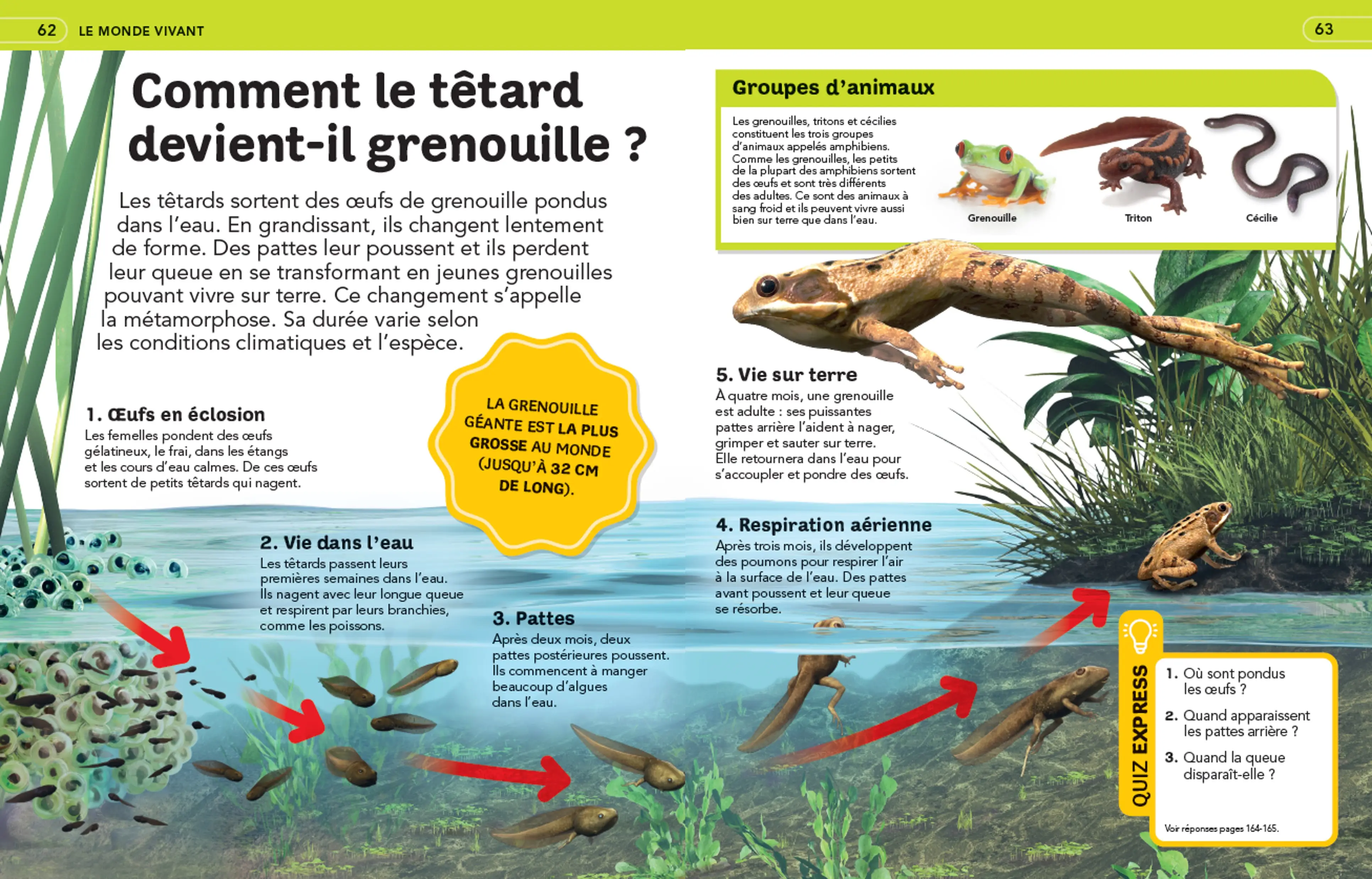 Questions Réponses: La grande Encyclopédie illustrée - 250 questions-réponses pour tout savoir - 7-12 ans - Livre documentaire - 9782095041458 - page-interieure 01 new