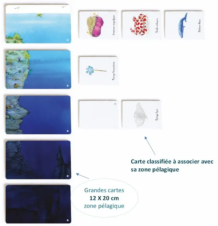 Mon coffret Montessori des océans - Pour découvrir la diversité de la faune océanique dès 3 ans - Coffret - 9782092789735 - page-interieure 02