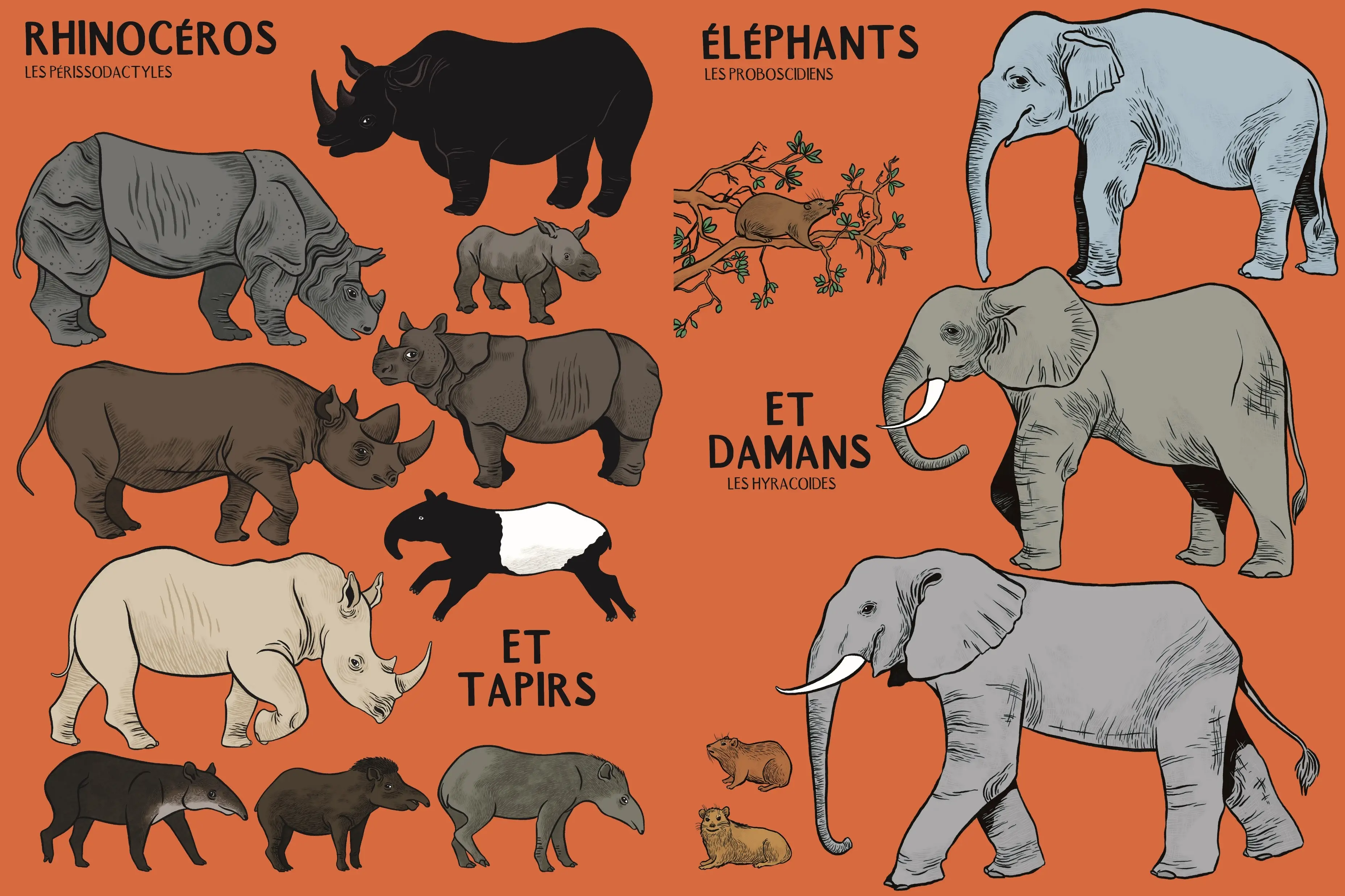 Beaucoup beaucoup d'animaux - Grand bestiaire illustré avec 2500 espèces - Livre documentaire grand format - Dès 5 ans - Livre documentaire - 9782095026684 - page-interieure 02