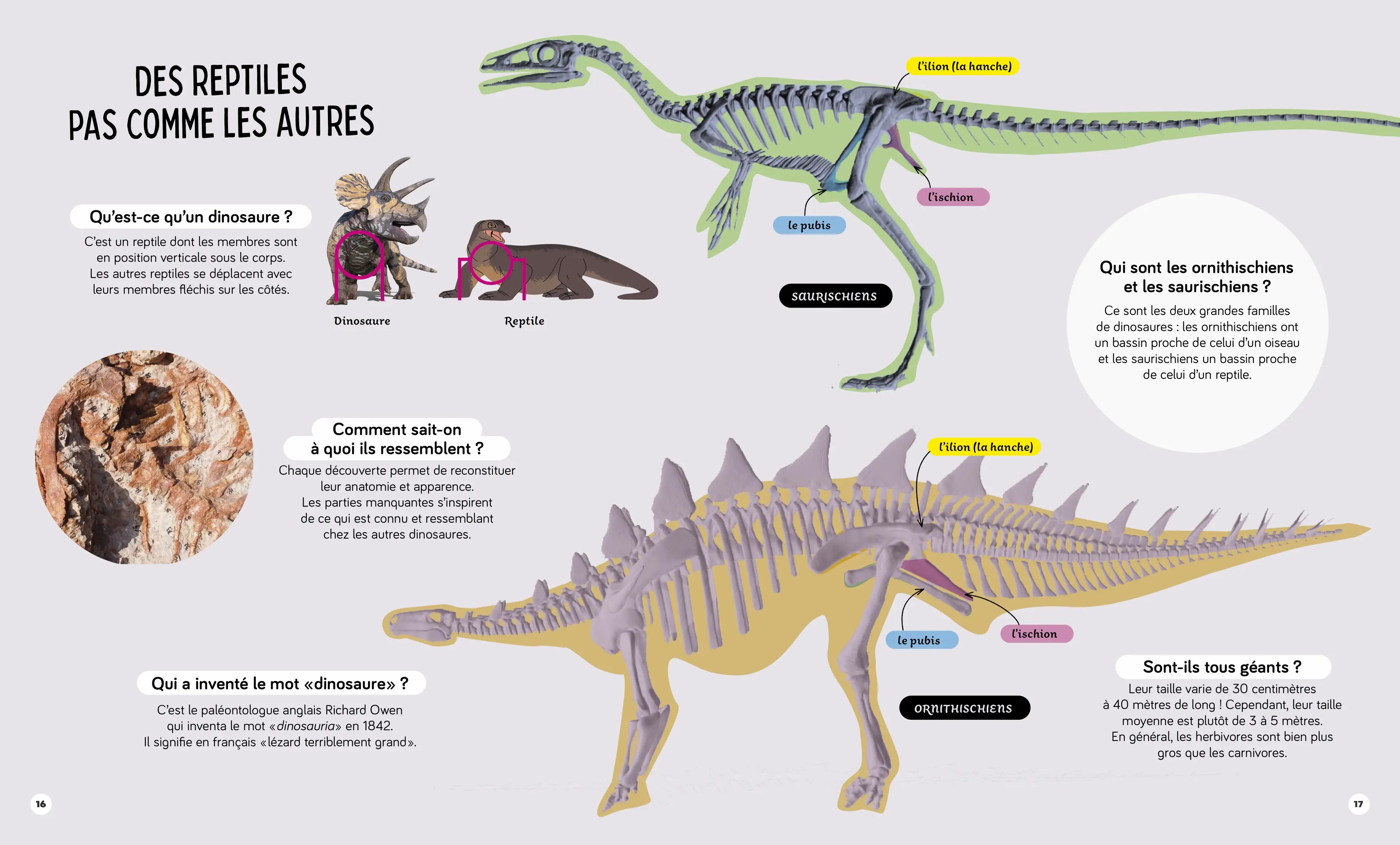 Tous les dinosaures - Questions/Réponses - Dès 5 ans - Livre documentaire - 9782095034948 - page-interieure 02
