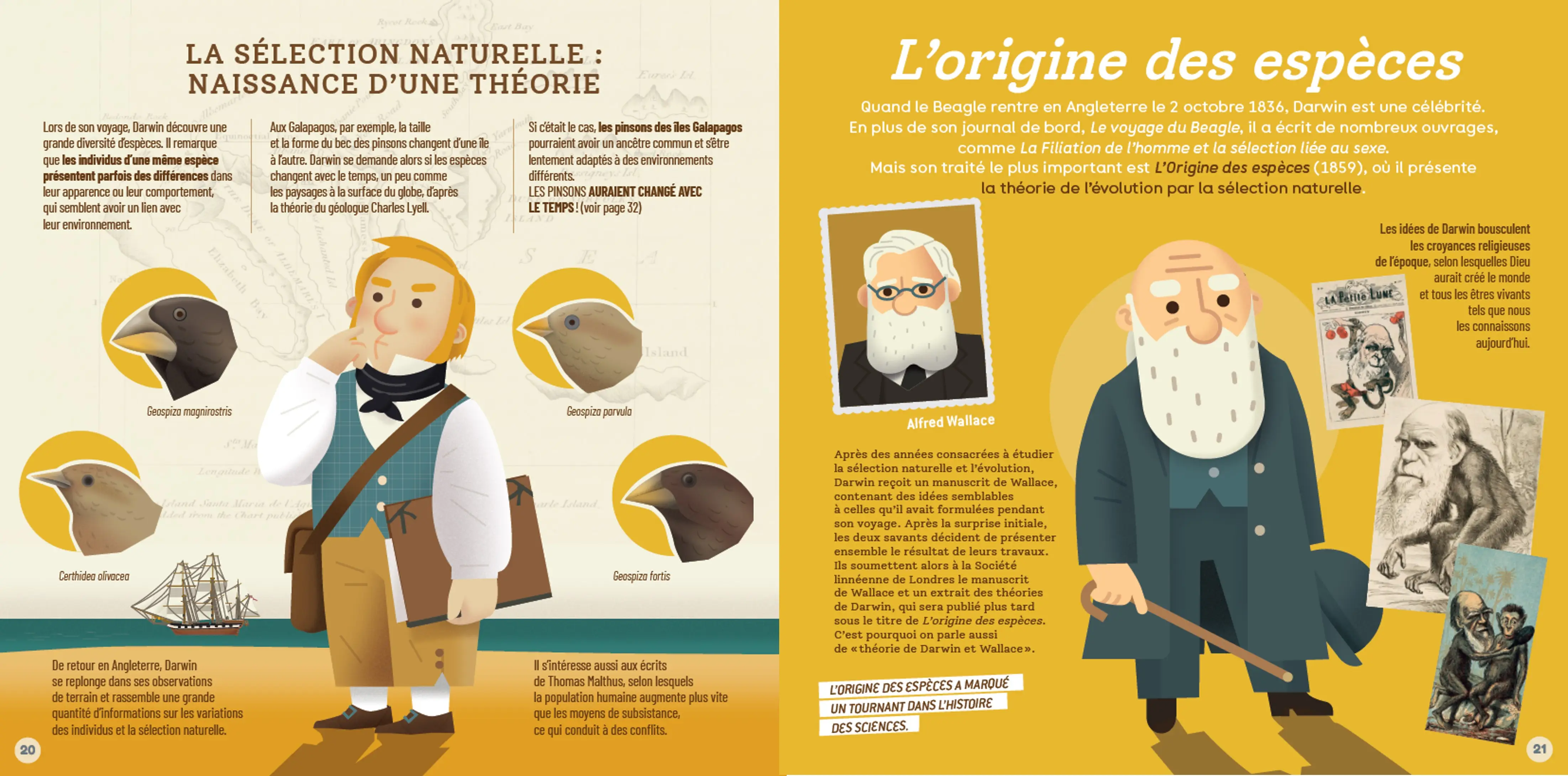 Pr. Darwin : L'évolution, même pas peur ! - une explication simple de la théorie de l'évolution - dès 9 ans - Livre documentaire - 9782095037000 - page-interieure 02