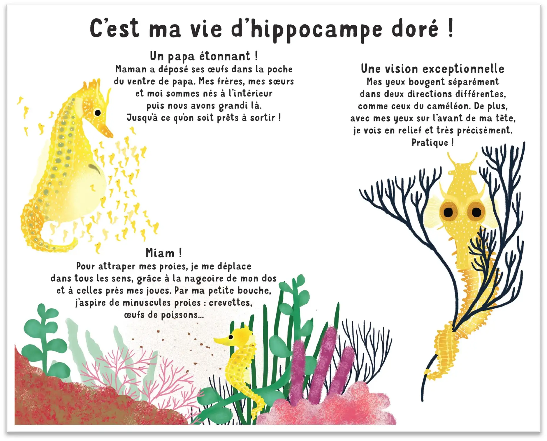 Qui suis-je ? Les animaux des mers - Livre-jeu éducatif, 10 animaux marins à découvrir avec indices et découpages ludiques - dès 4 ans - Album(s) - 9782095042998 - page-intérieure 02