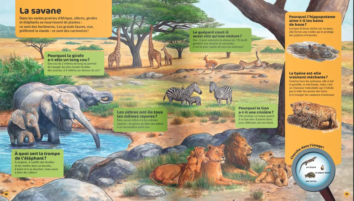 Les animaux sauvages - Questions/Réponses - doc dès 5 ans - Livre documentaire - 9782092551868 - page-interieure 03
