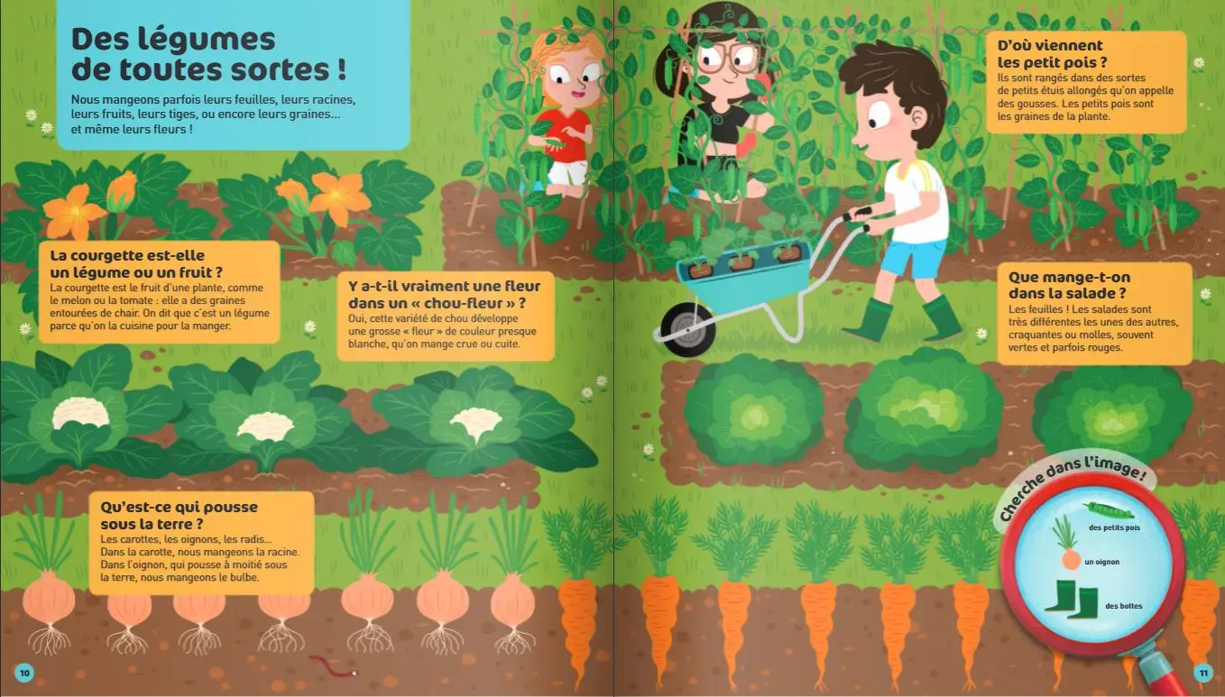 Le potager - Questions/Réponses - doc dès 5 ans - Livre documentaire - 9782092570548 - page-interieure 03