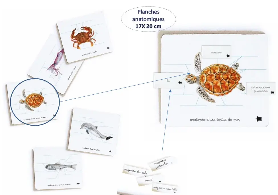 Mon coffret Montessori des océans - Pour découvrir la diversité de la faune océanique dès 3 ans - Coffret - 9782092789735 - page-interieure 03