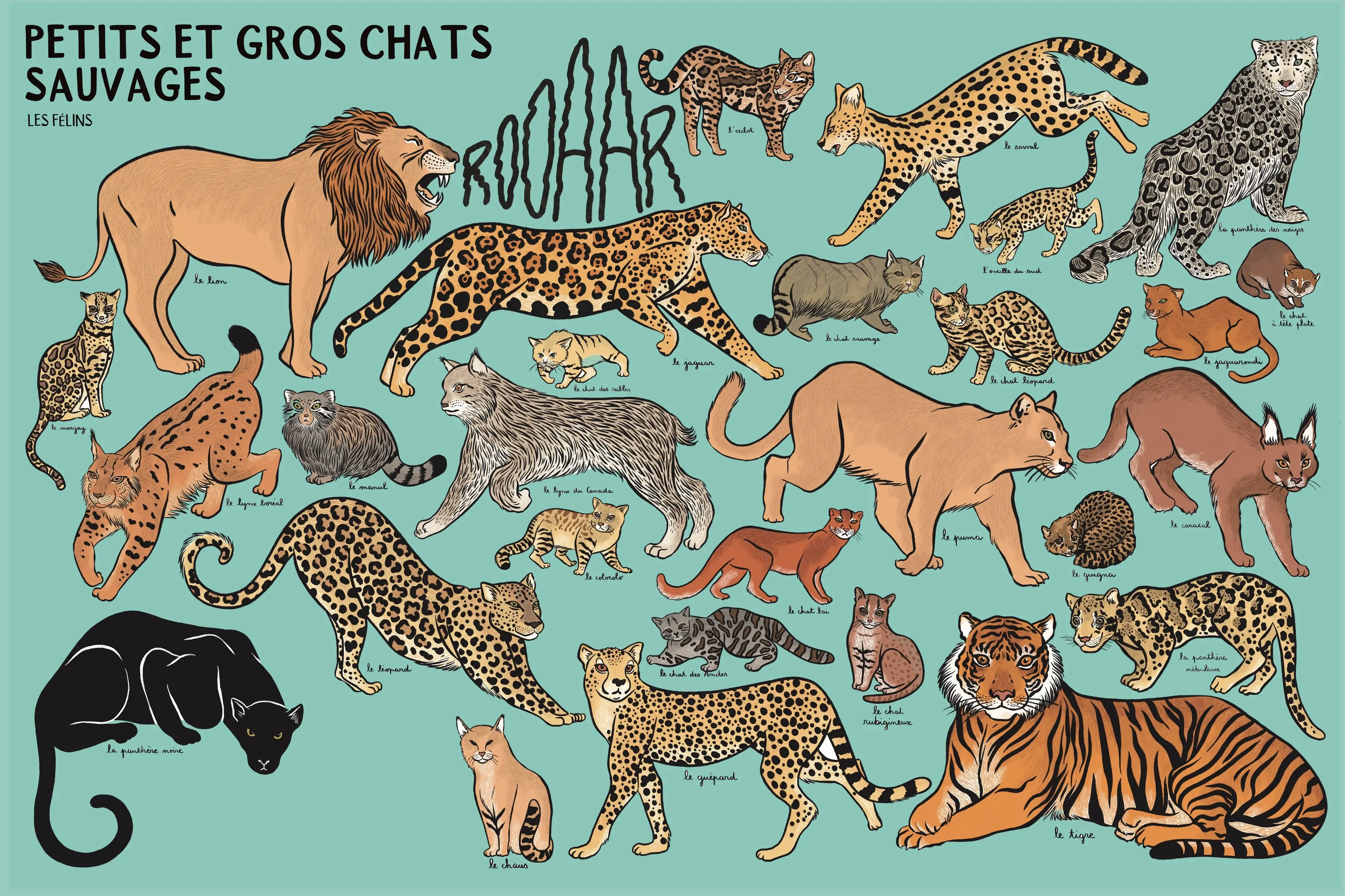 Beaucoup beaucoup d'animaux - Grand bestiaire illustré avec 2500 espèces - Livre documentaire grand format - Dès 5 ans - Livre documentaire - 9782095026684 - page-interieure 03