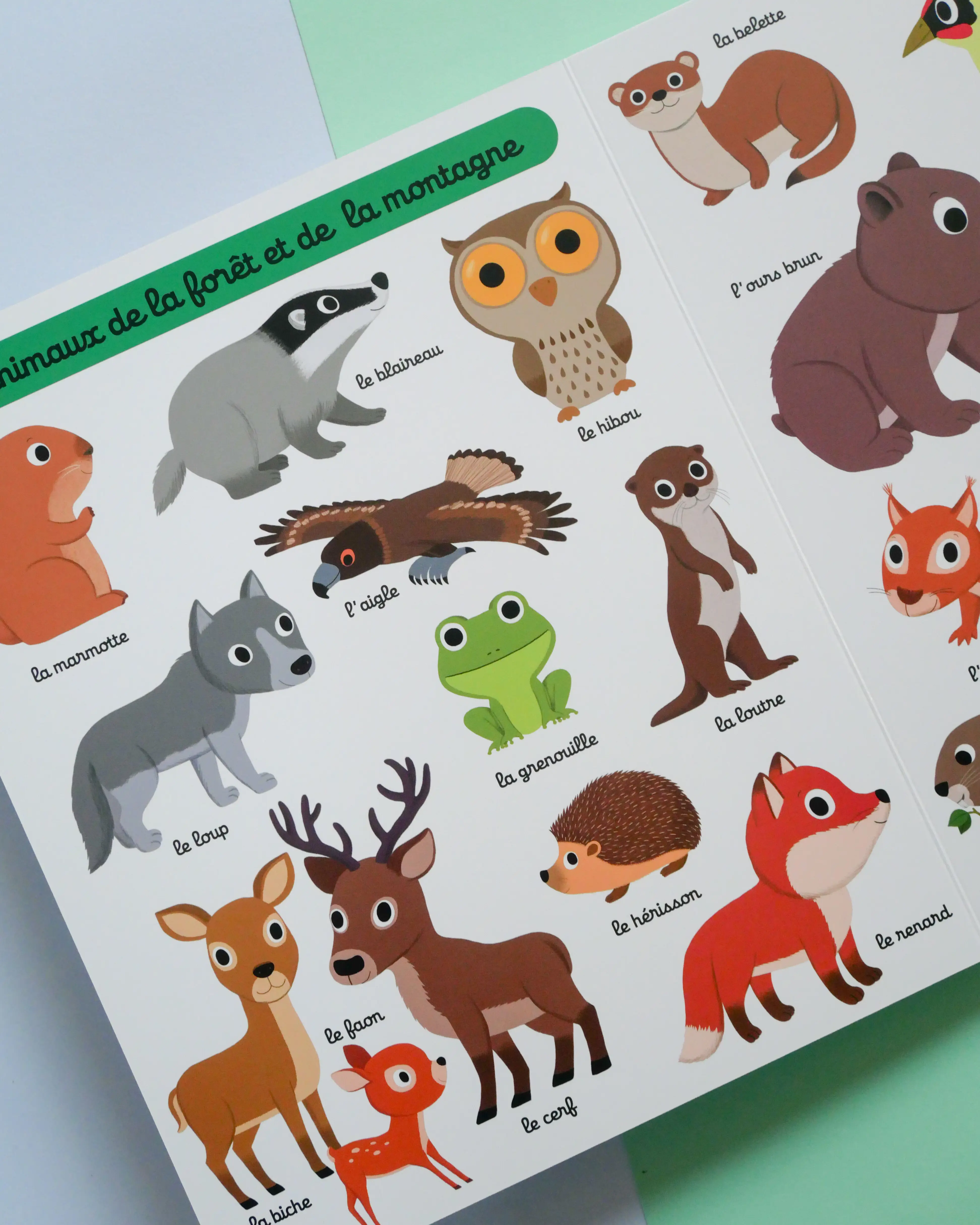 Mon grand imagier des animaux - Plus de 140 animaux à découvrir - dès 1 an - Livre d'éveil - 9782095046033 - page-interieure 03