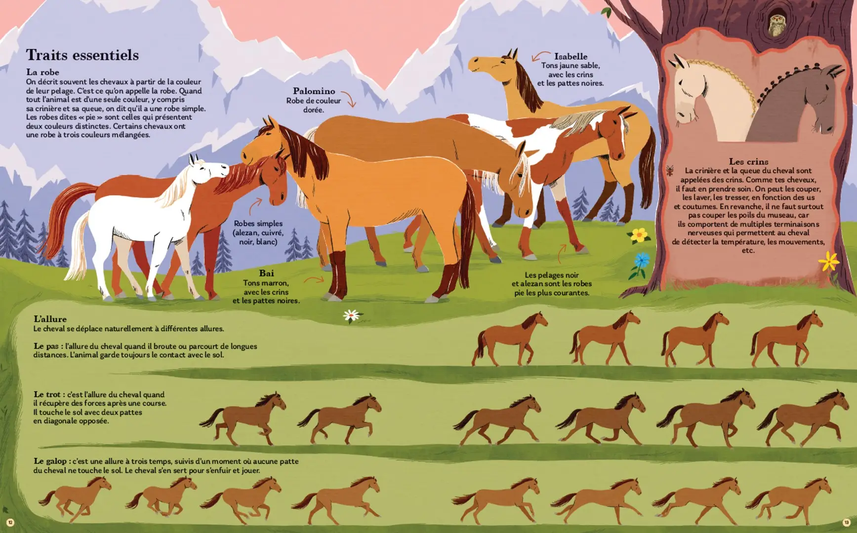 Chevaux - Toutes les races de chevaux réunies dans un seul livre ! - Dès 7 ans - Livre documentaire - 9782095054168 - page-interieure 03