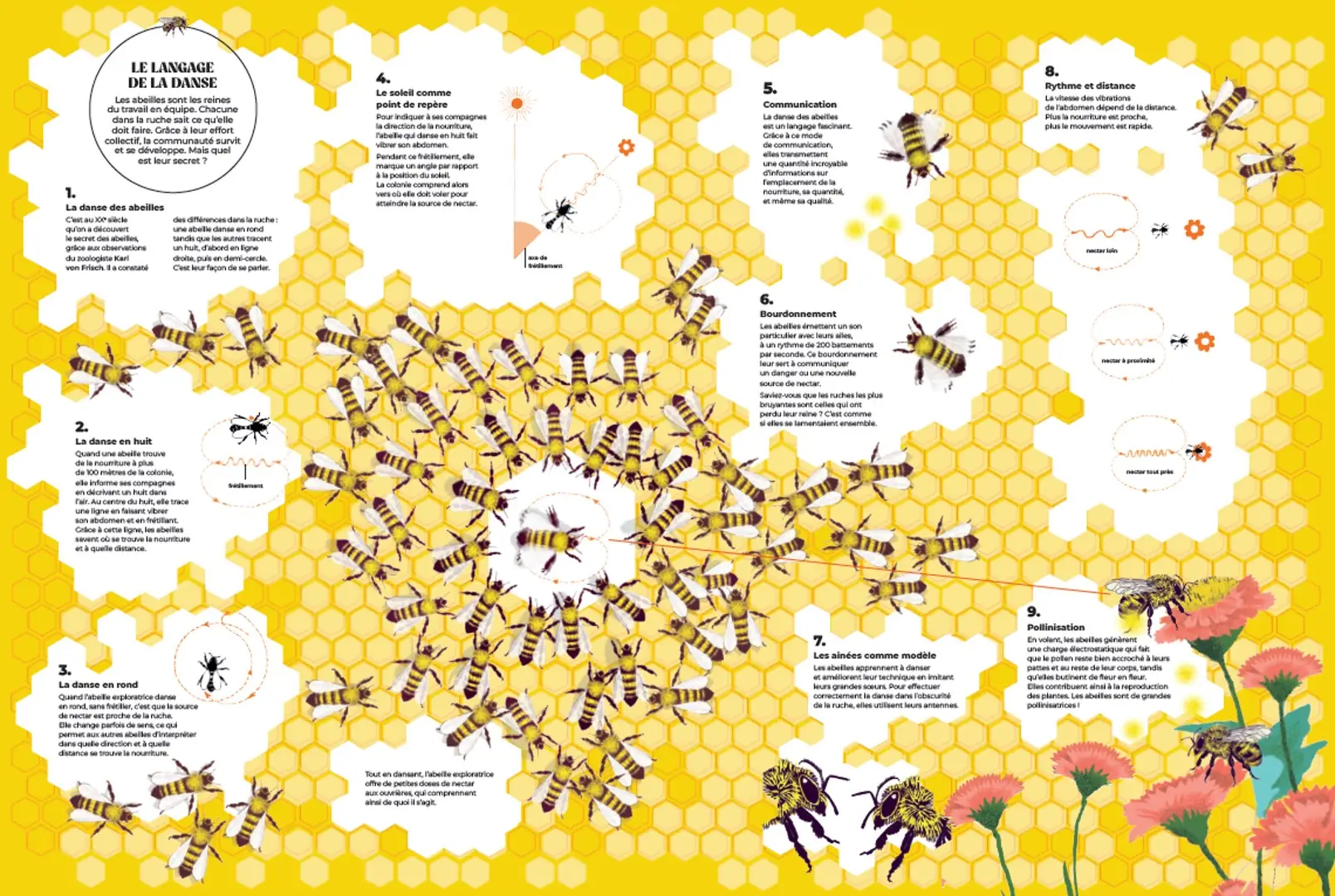 Chorégraphies animales - Pour découvrir les migrations et les ballets les plus spectaculaires de la nature - Dès 7 ans et beaucoup plus - Livre documentaire - 9782095057855 - page-interieure 03