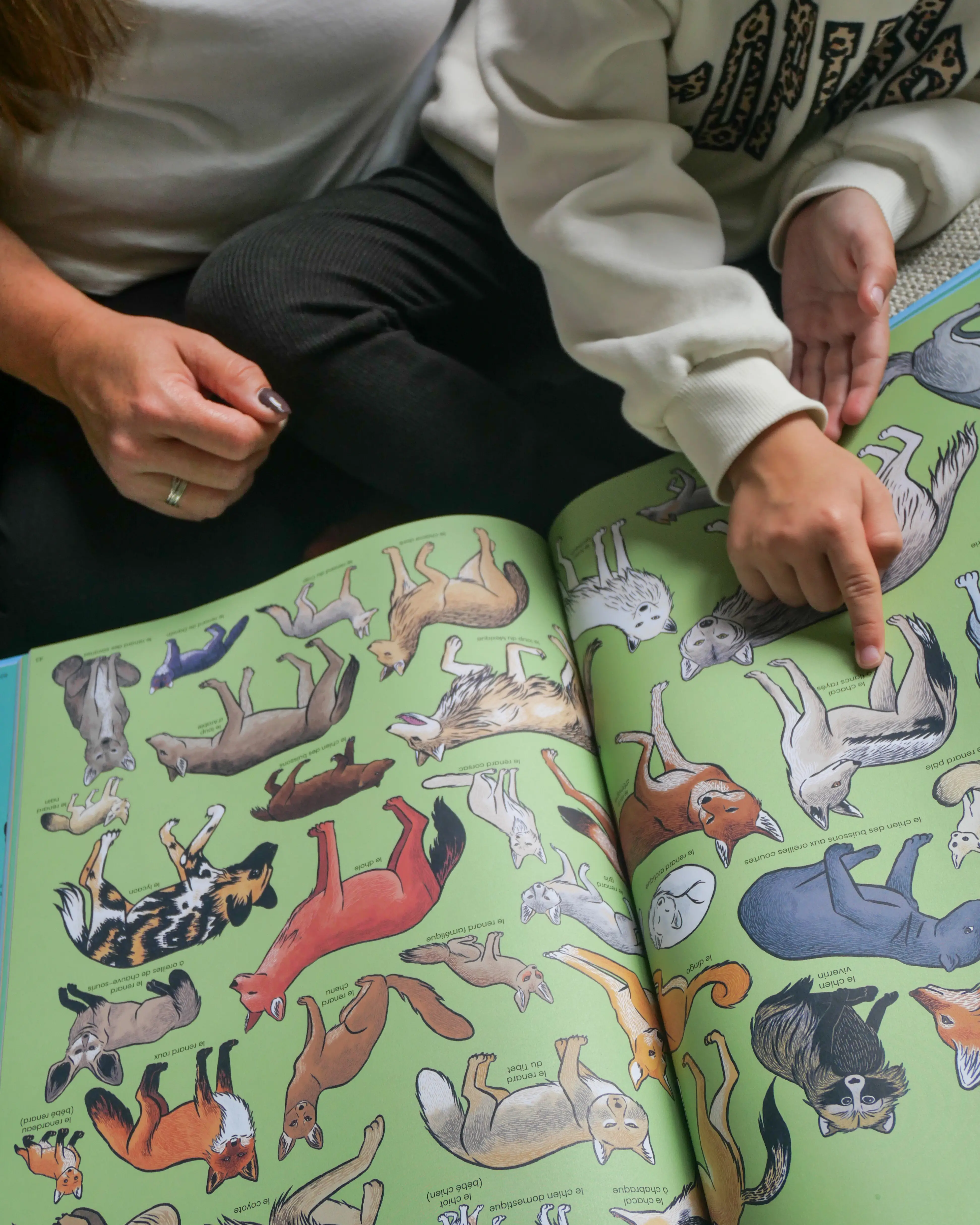 Beaucoup beaucoup d'animaux - Grand bestiaire illustré avec 2500 espèces - Livre documentaire grand format - Dès 5 ans - Livre documentaire - 9782095026684 - page-interieure 05