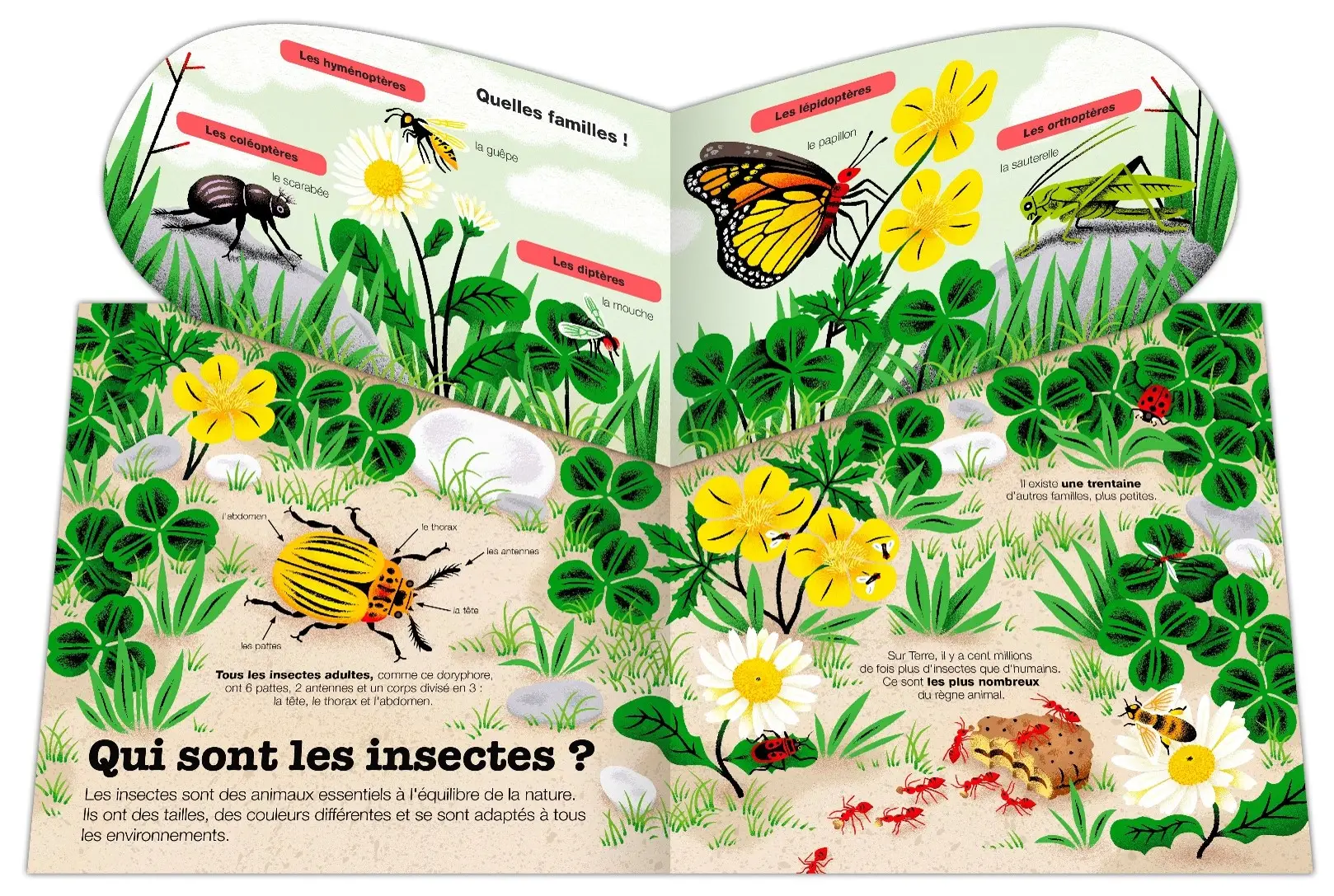 Les Insectes - Kididoc - Livre animé - Dès 5 ans - Livre documentaire - 9782095061814 - page intérieure 1