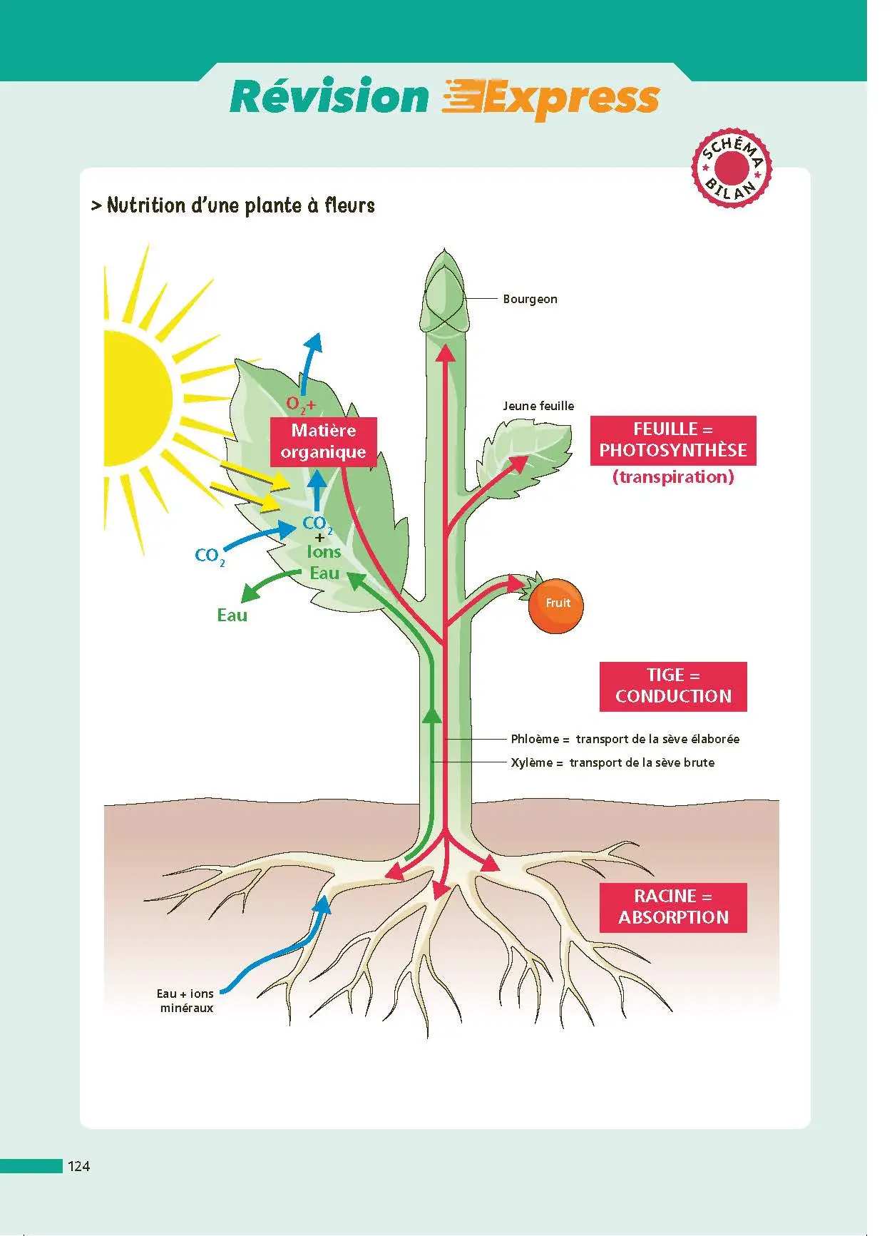 SVT Terminale (Sciences de la vie et de la Terre) - ABC Réussite - Bac 2027 - Enseignement de spécialité Tle - Cours, Méthode, Exercices et Sujets corrigés - EPUB - Livre de cours, méthode et exercices - 9782095014292 - page intérieure 124