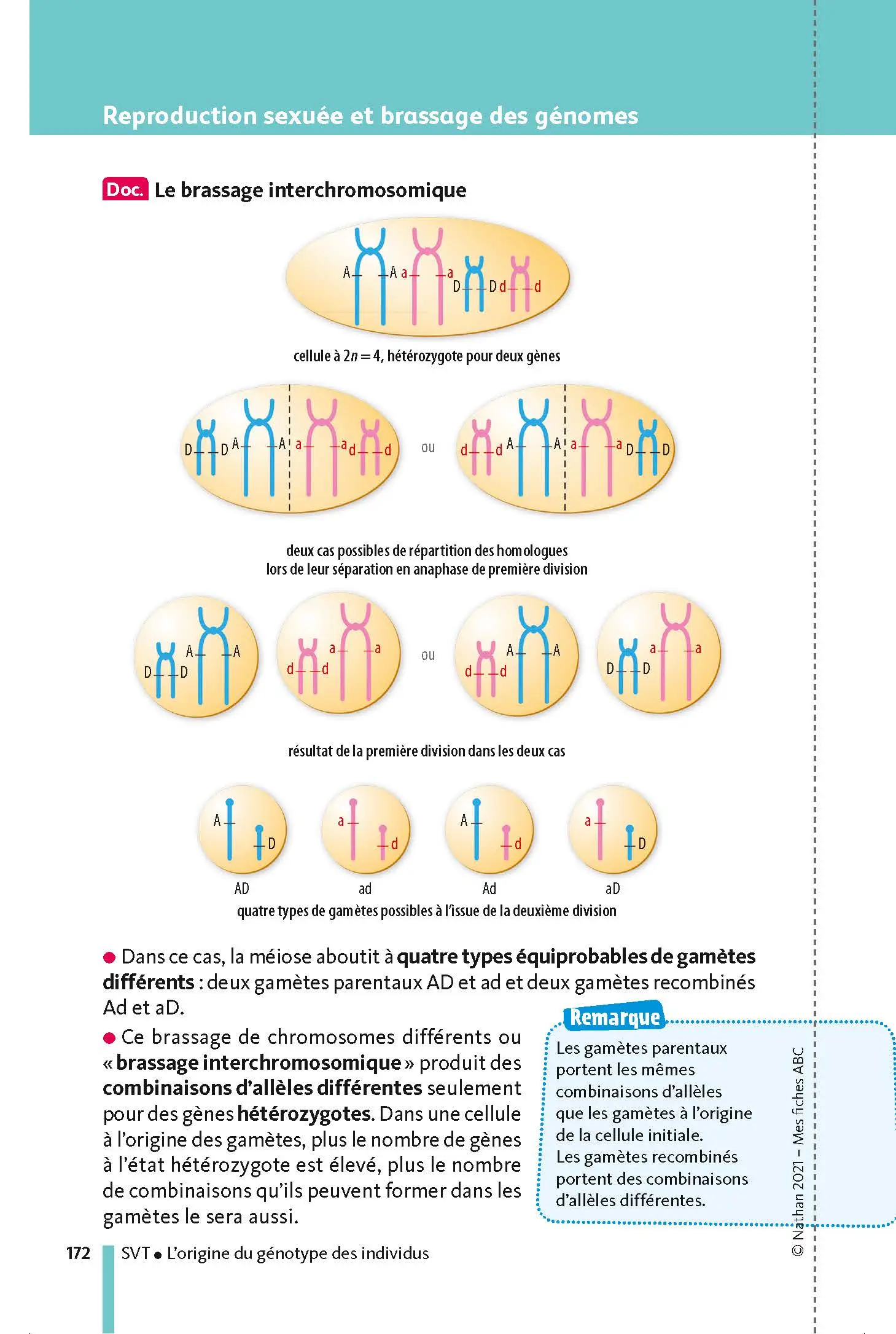 Mes spécialités Physique-Chimie / SVT (Sciences de la vie et de la Terre) - Ma Compil fiches BAC Term - Bac 2027 - Fiches - 9782091575834 - page intérieure 172