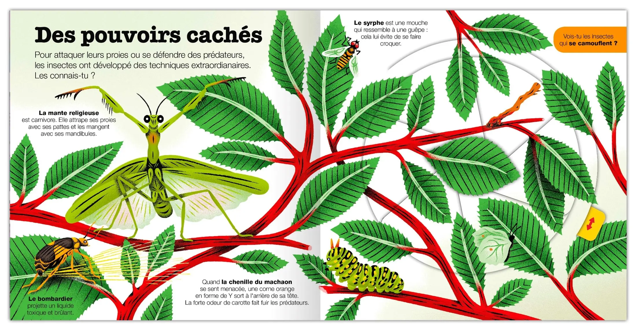 Les Insectes - Kididoc - Livre animé - Dès 5 ans - Livre documentaire - 9782095061814 - page intérieure 2