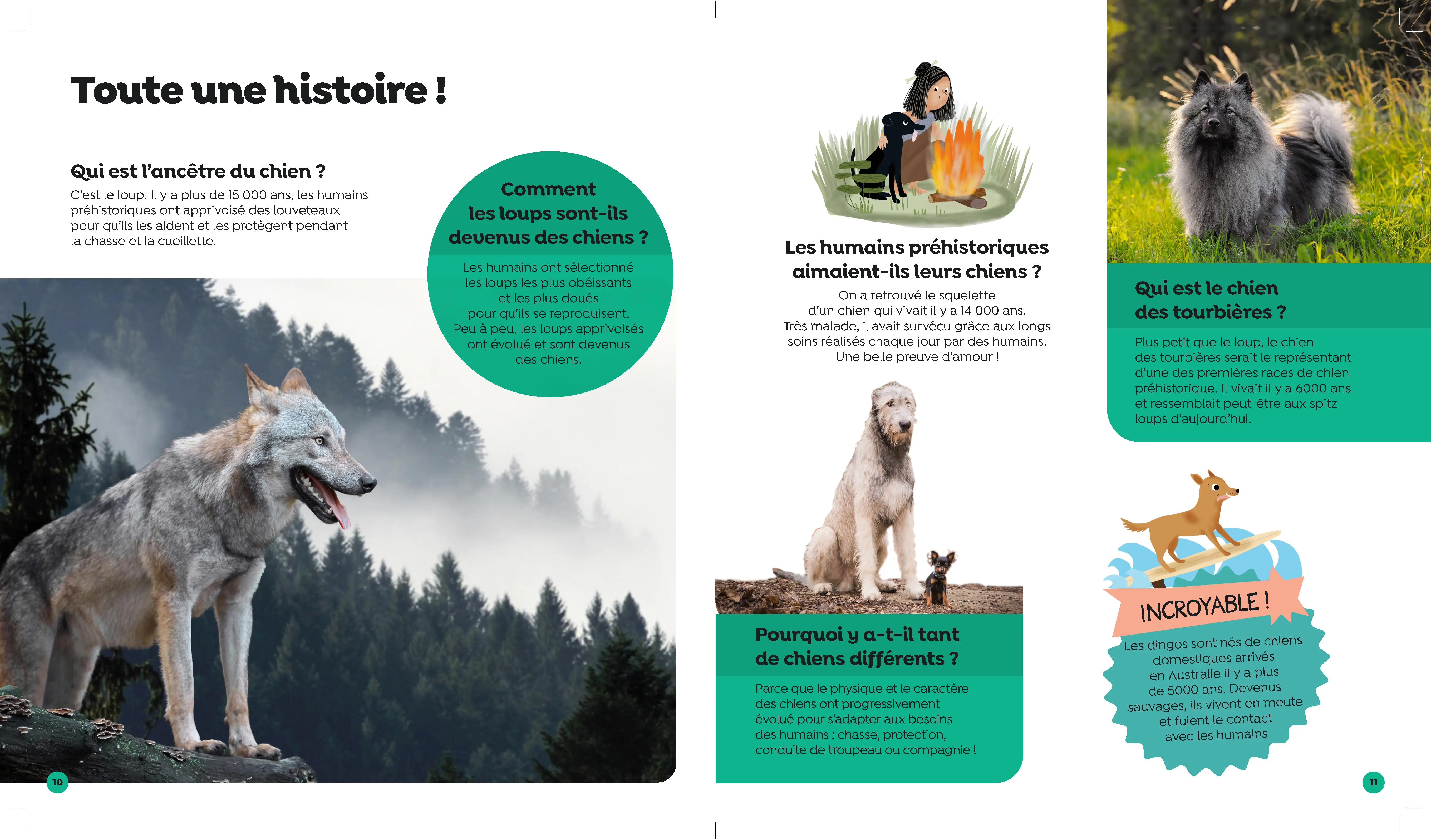 Tous les chiens - Questions/Réponses - Dès 5 ans - Livre documentaire - 9782092496244 - page-intérieure