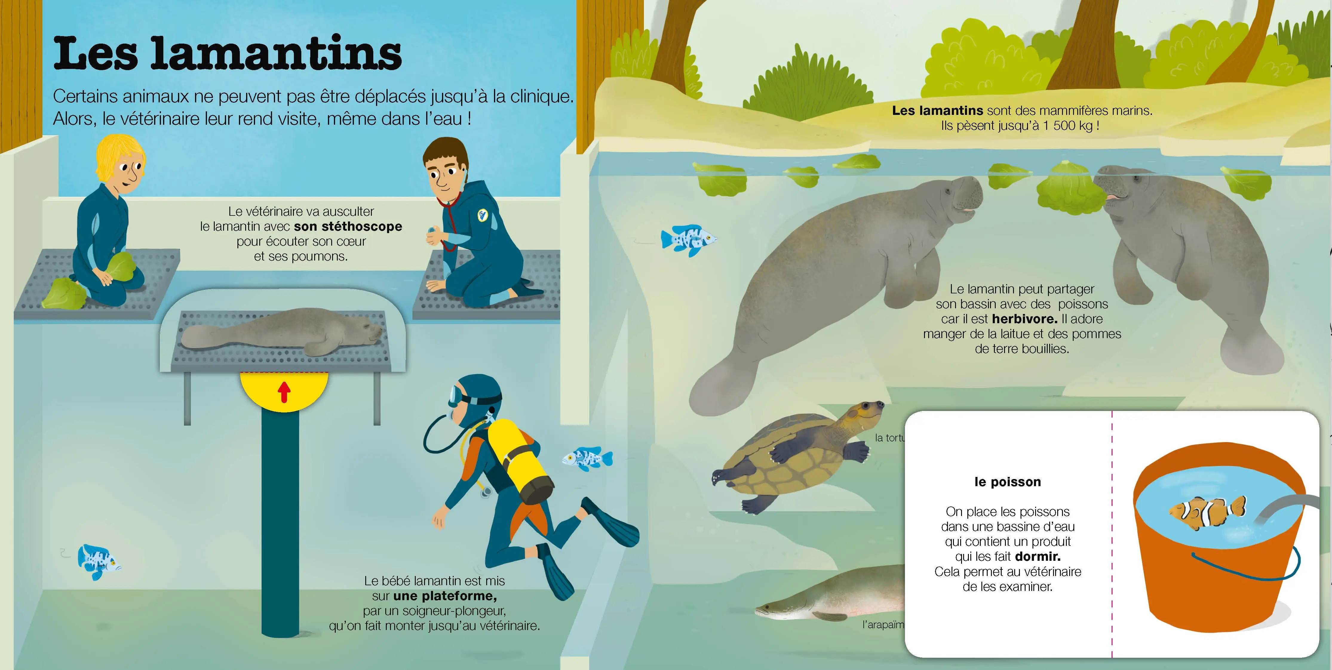 Vétérinaire au zoo - Livre animé Kididoc dès 6 ans - Livre documentaire - 9782092596678 - page-interieure