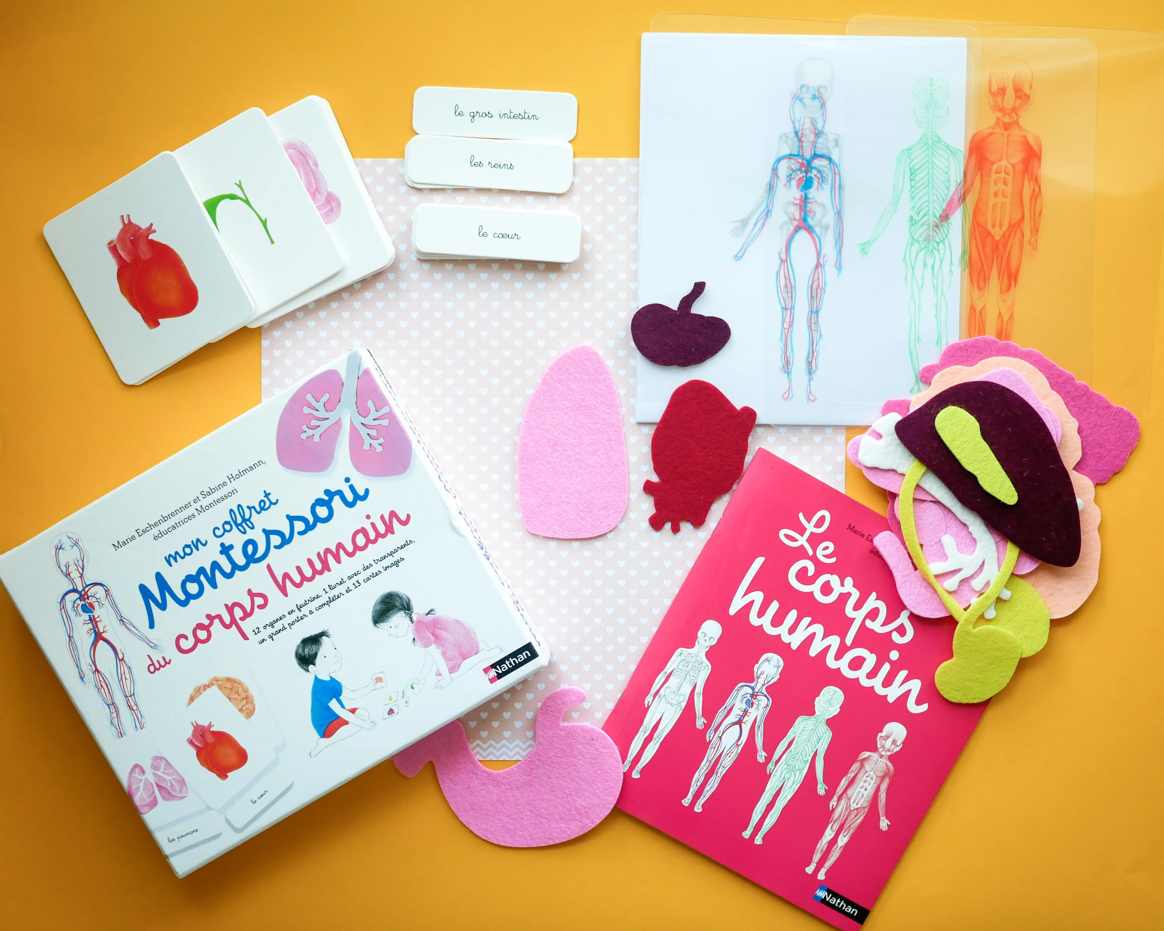 Mon coffret Montessori du corps humain - 6/9 ans - Coffret - 9782092789216 - page-intérieure