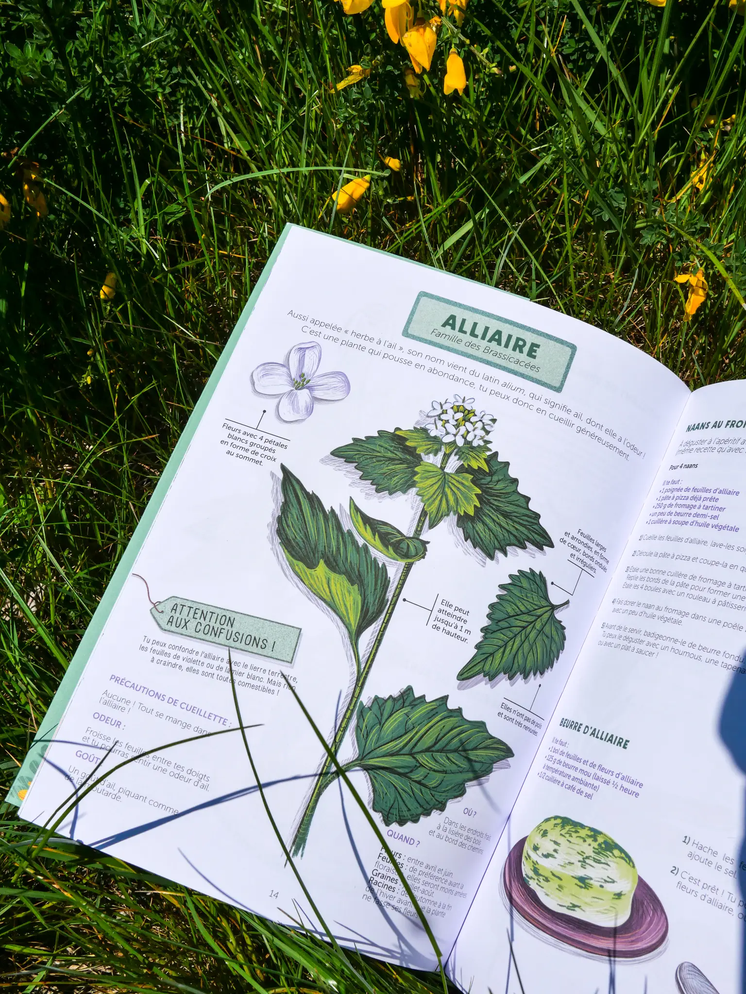 Reconnaître et cuisiner les plantes sauvages - Découvrir les plantes comestibles au fil des saisons - Cahier d'activités - 9782095015435 - page-interieure