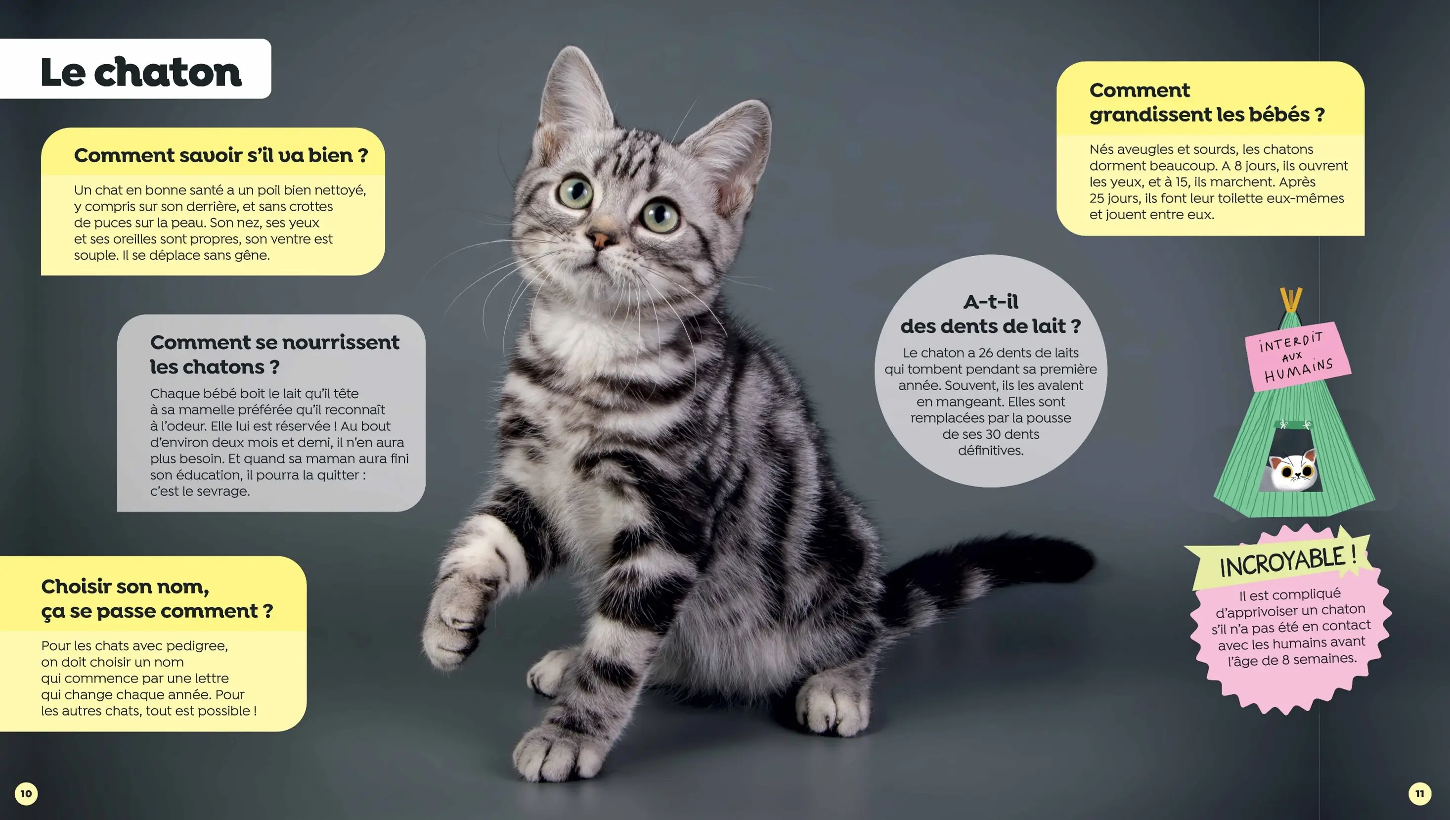 Tous les chats - Questions/Réponses - Dès 5 ans - Livre documentaire - 9782095020880 - page-interieure