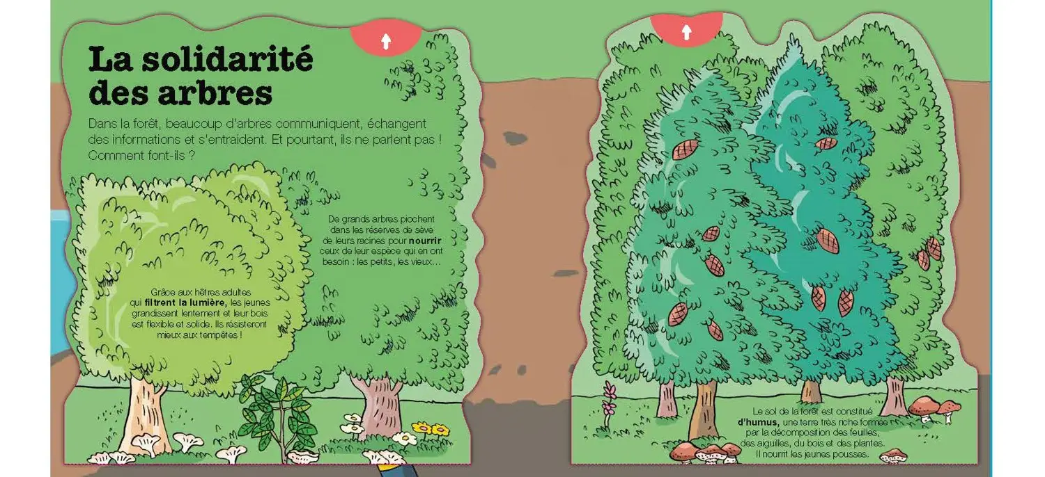 La vie des arbres - Kididoc - Livre animé - Pour découvrir les secrets de la nature à travers 20 animations -  Dès 5 ans - Livre documentaire - 9782095059583 - page-interieure