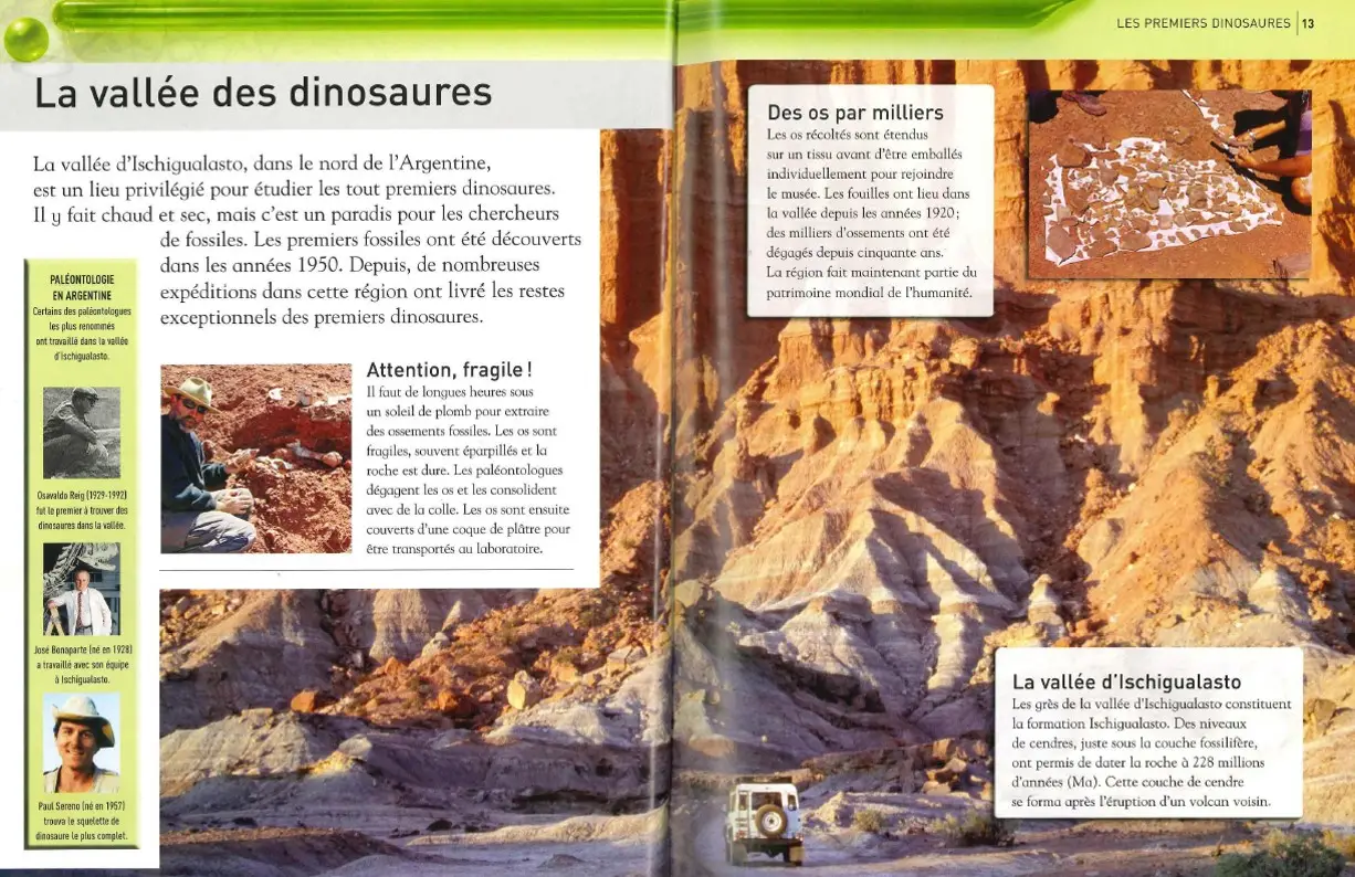 Tout sur les dinosaures - Encyclopédie - Dès 8 ans - Livre documentaire - 9782261406821 - page-interieure