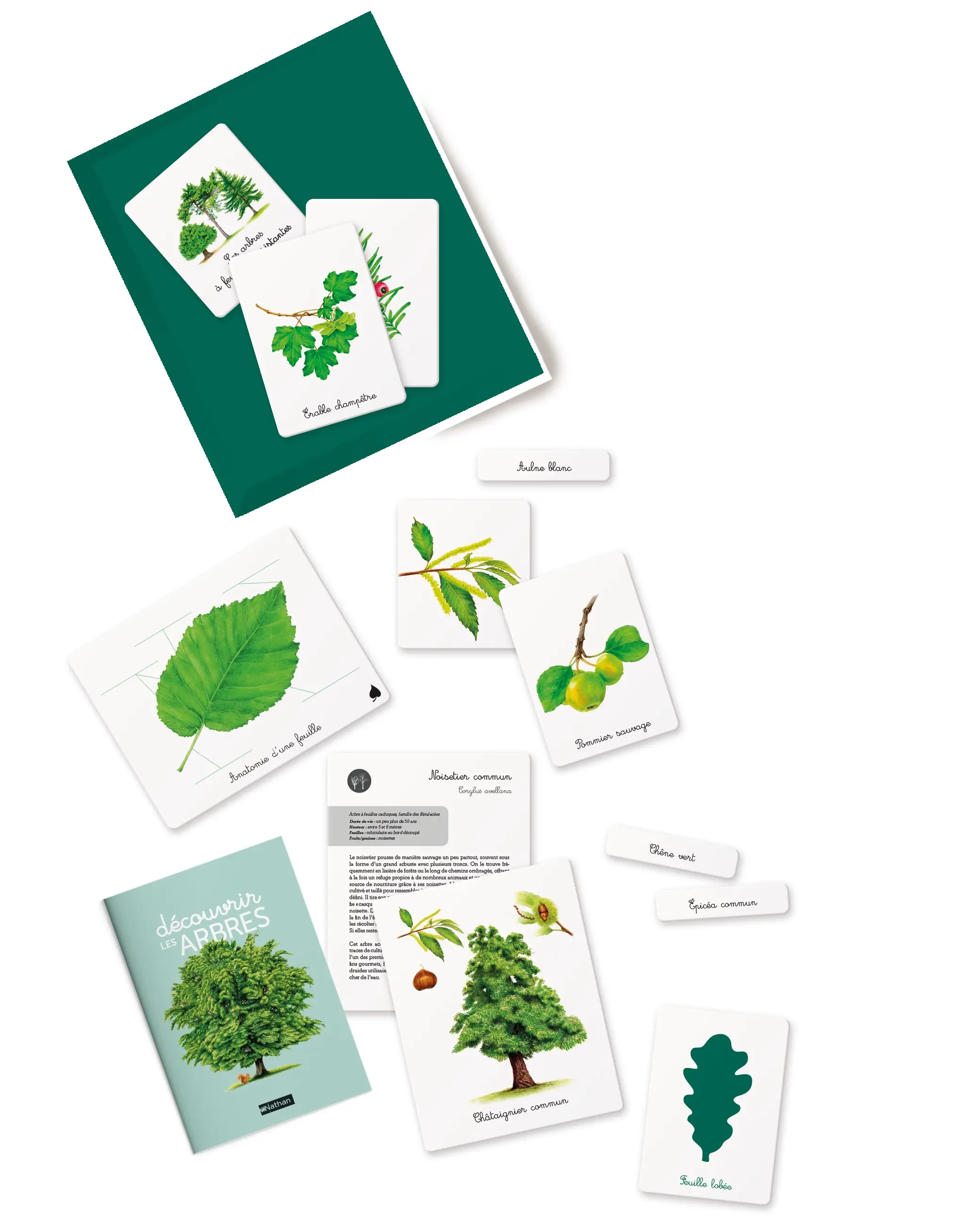 Mon coffret Montessori: Les arbres - 30 espèces à explorer avec des cartes et un livret  pour un apprentissage ludique de la nature - dès 3 ans - Coffret - 9782095027735 - page-interieure001