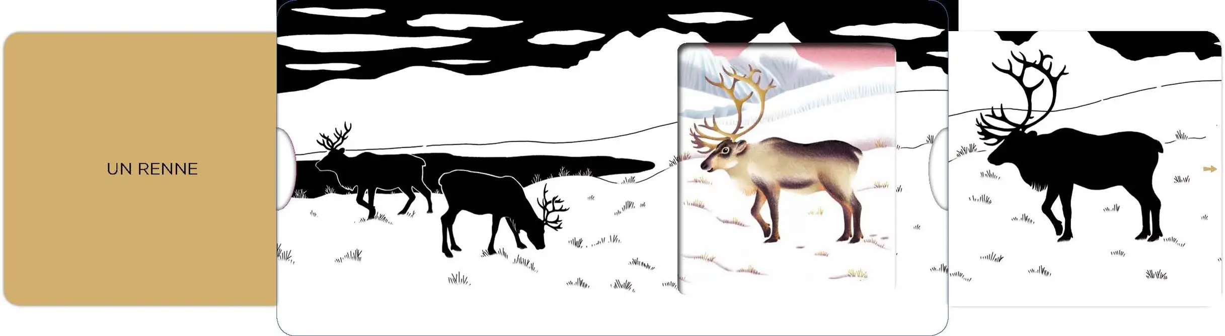 La banquise - Un livre en noir et blanc qui passe en couleurs grâce aux animations, pour les bébés des 6 mois - Livre d'éveil - 9782092491881 - page intérieure1