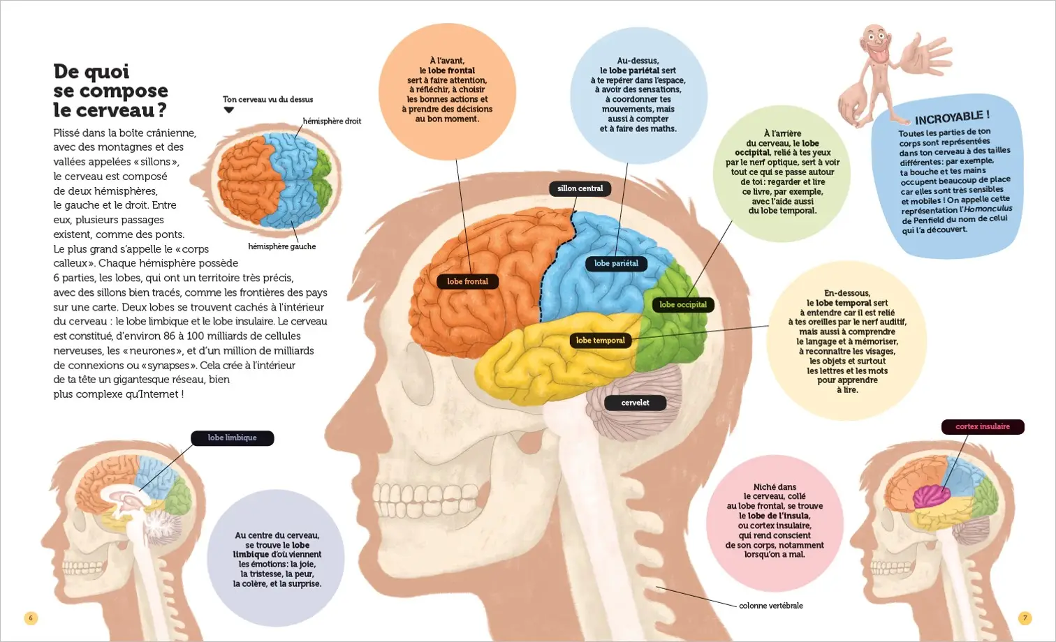 Mon cerveau - Questions/Réponses - doc dès 7 ans - Livre documentaire - 9782092492772 - page intérieure1