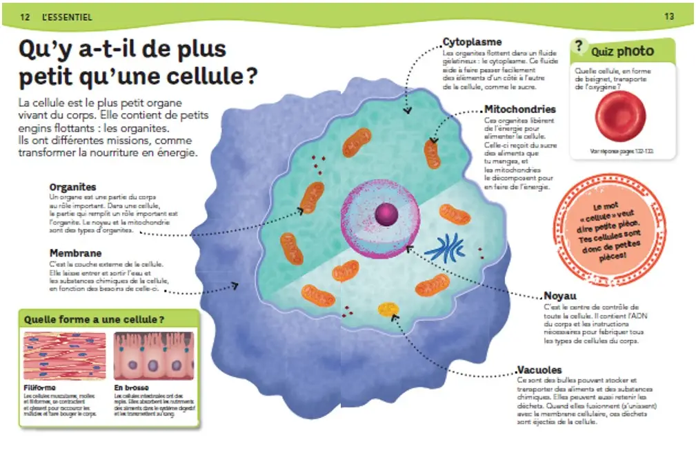 L'Encyclopédie du corps humain - Questions/réponses - Dès 7 ans  - Livre documentaire - 9782092492802 - page-interieure1