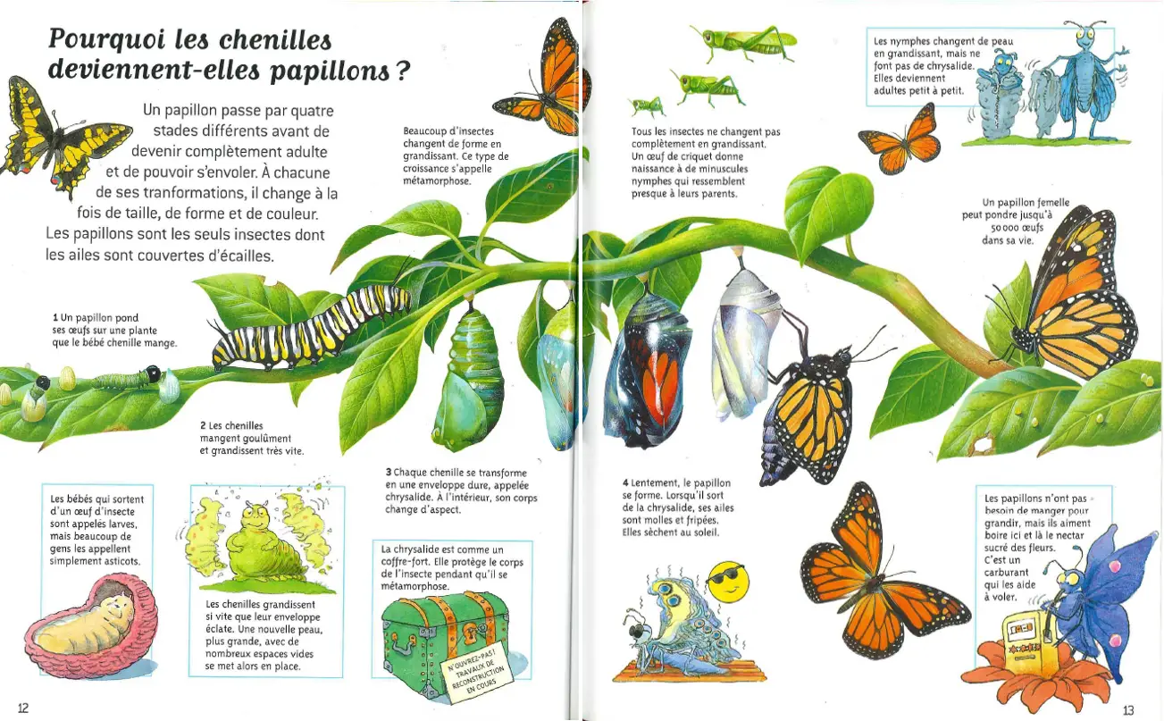 Les insectes - Questions/Réponses - Dès 7 ans - Livre documentaire - 9782092497609 - page-intérieure1