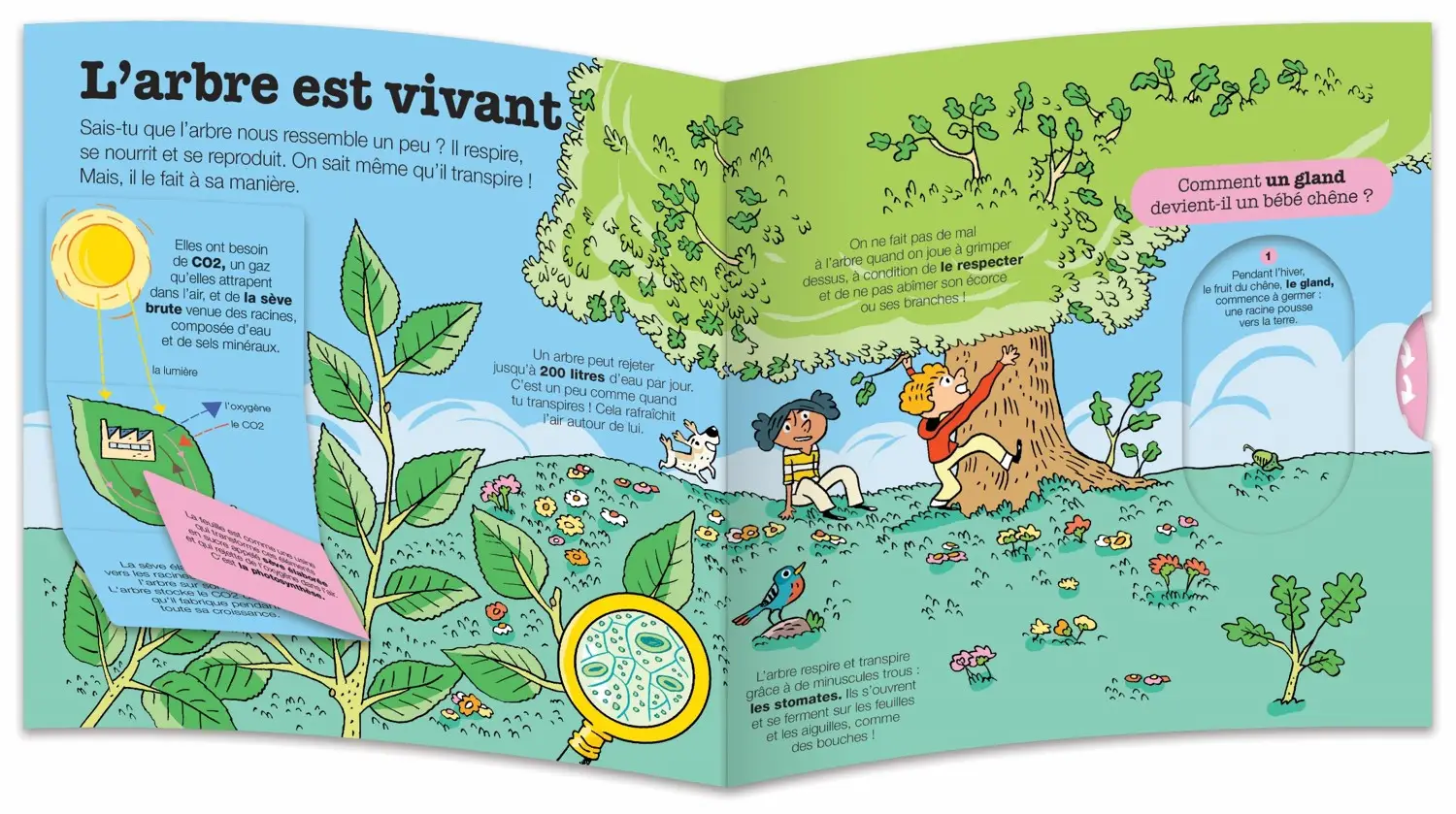 La vie des arbres - Kididoc - Livre animé - Pour découvrir les secrets de la nature à travers 20 animations -  Dès 5 ans - Livre documentaire - 9782095059583 - page-interieure1