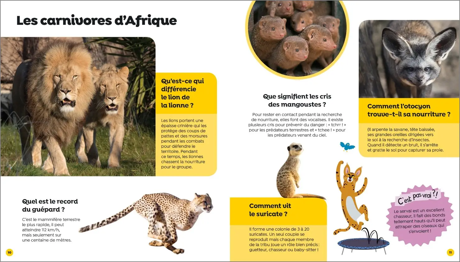 Question Réponses - Tous les animaux - ZooParc de Beauval - dès 5 ans  - Livre documentaire - 9782092490266 - page-interieure2