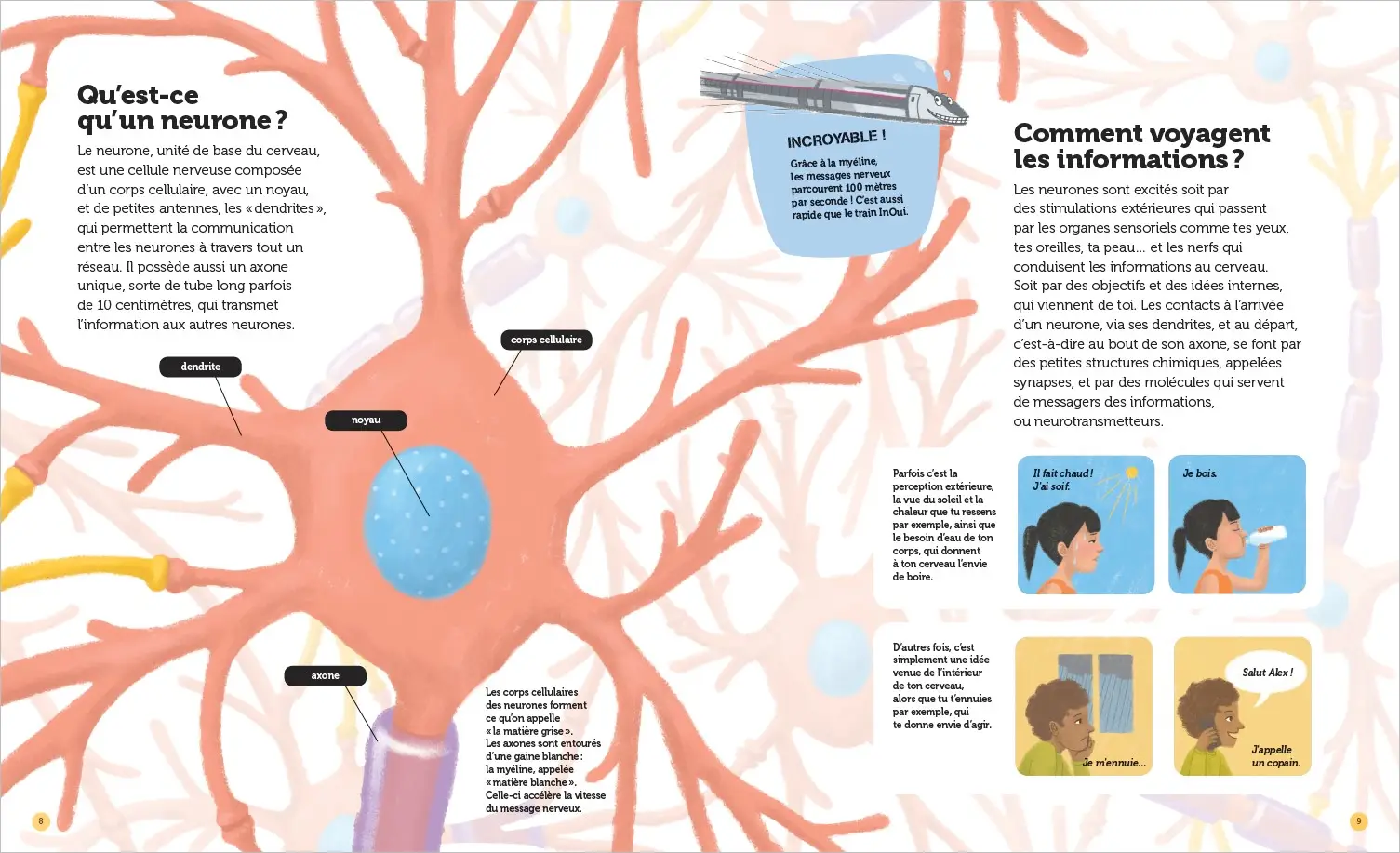 Mon cerveau - Questions/Réponses - doc dès 7 ans - Livre documentaire - 9782092492772 - page intérieure2