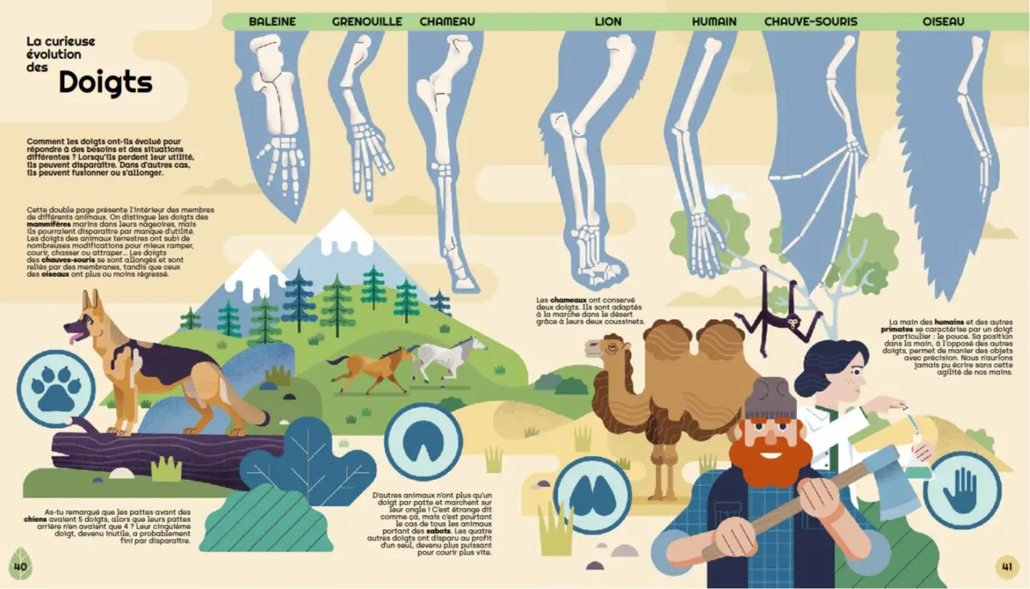 Biodiversité - L'évolution des espèces illustrée - Dès 8 ans - Album Mosquito - Livre documentaire - 9782092492789 - page-interieure2