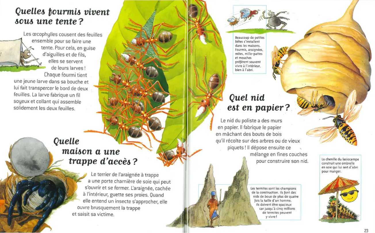 Les insectes - Questions/Réponses - Dès 7 ans - Livre documentaire - 9782092497609 - page-intérieure2