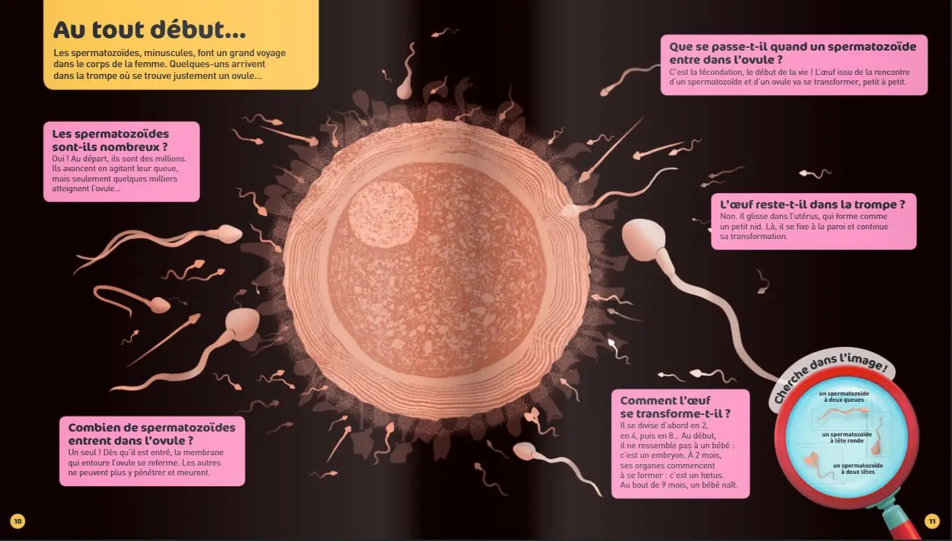 Comment on fait les bébés ? - Questions/Réponses - doc dès 5 ans - Livre documentaire - 9782092578209 - page-interieure2