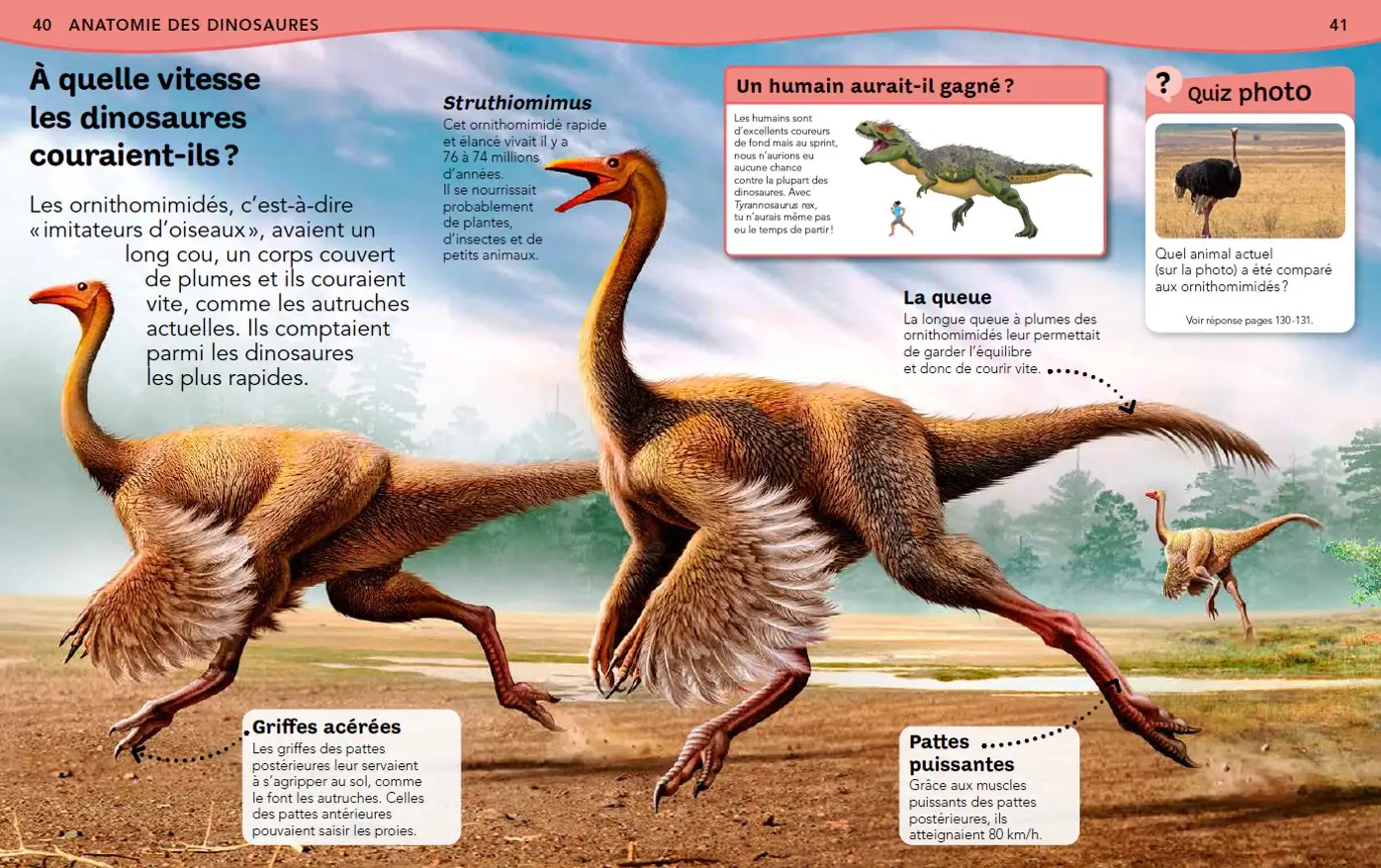 L'Encyclopédie des dinosaures - Questions/réponses - Dès 7 ans  - Livre documentaire - 9782092593271 - page intérieure2