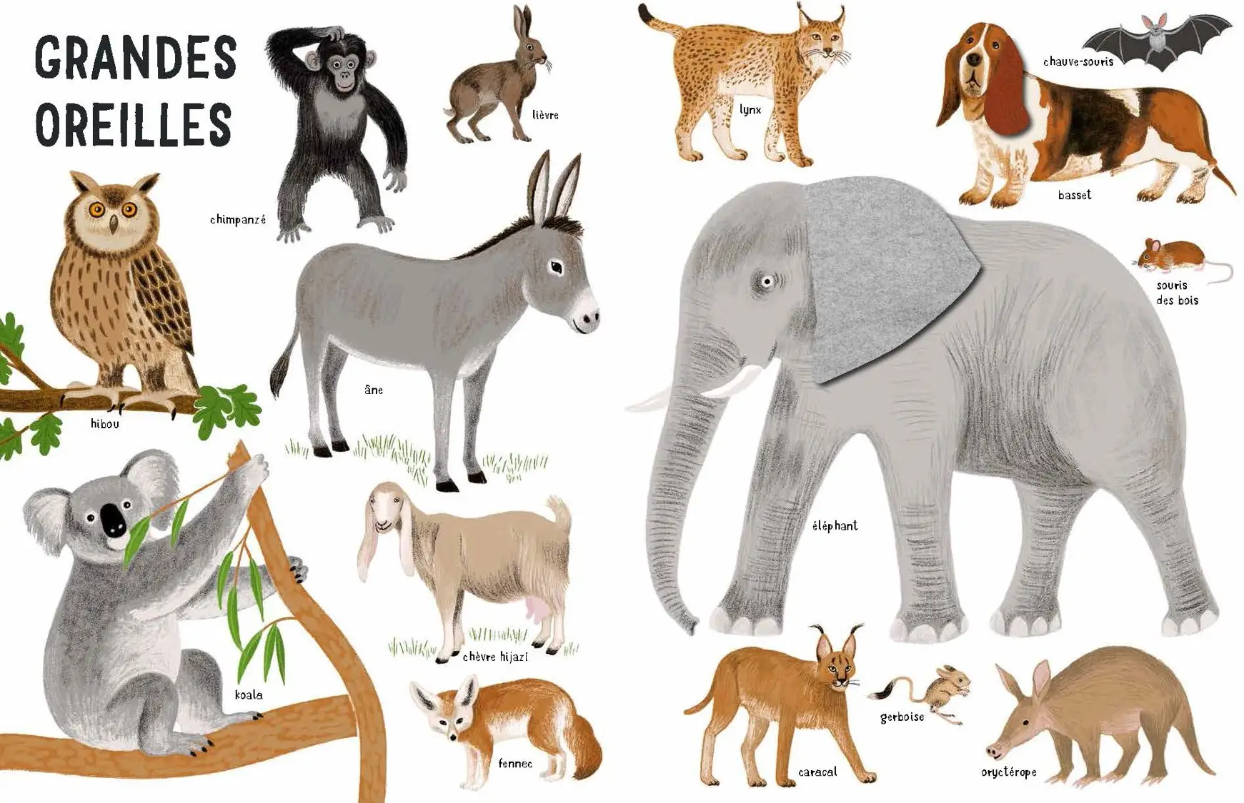 Belles bêtes - un bestiaire extraordinaire avec de grands flaps en feutrine - Dès 6 mois - Livre d'éveil - 9782092495087 - page-interieure3